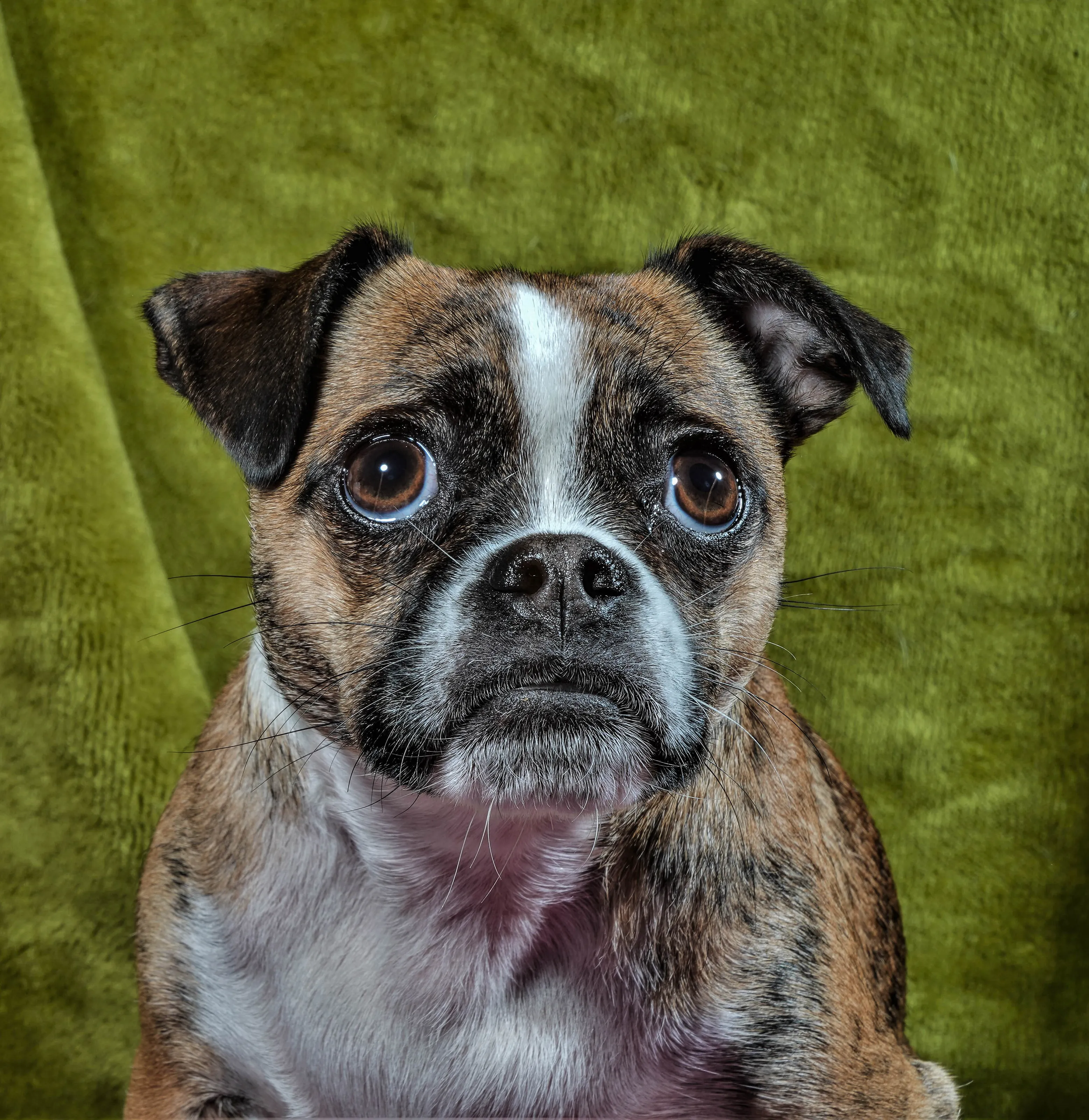 Dogs with 'Puppy Dog Eyes'