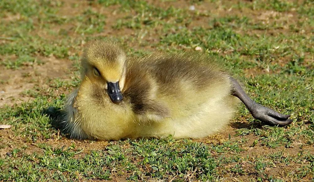 Sleeping Animals