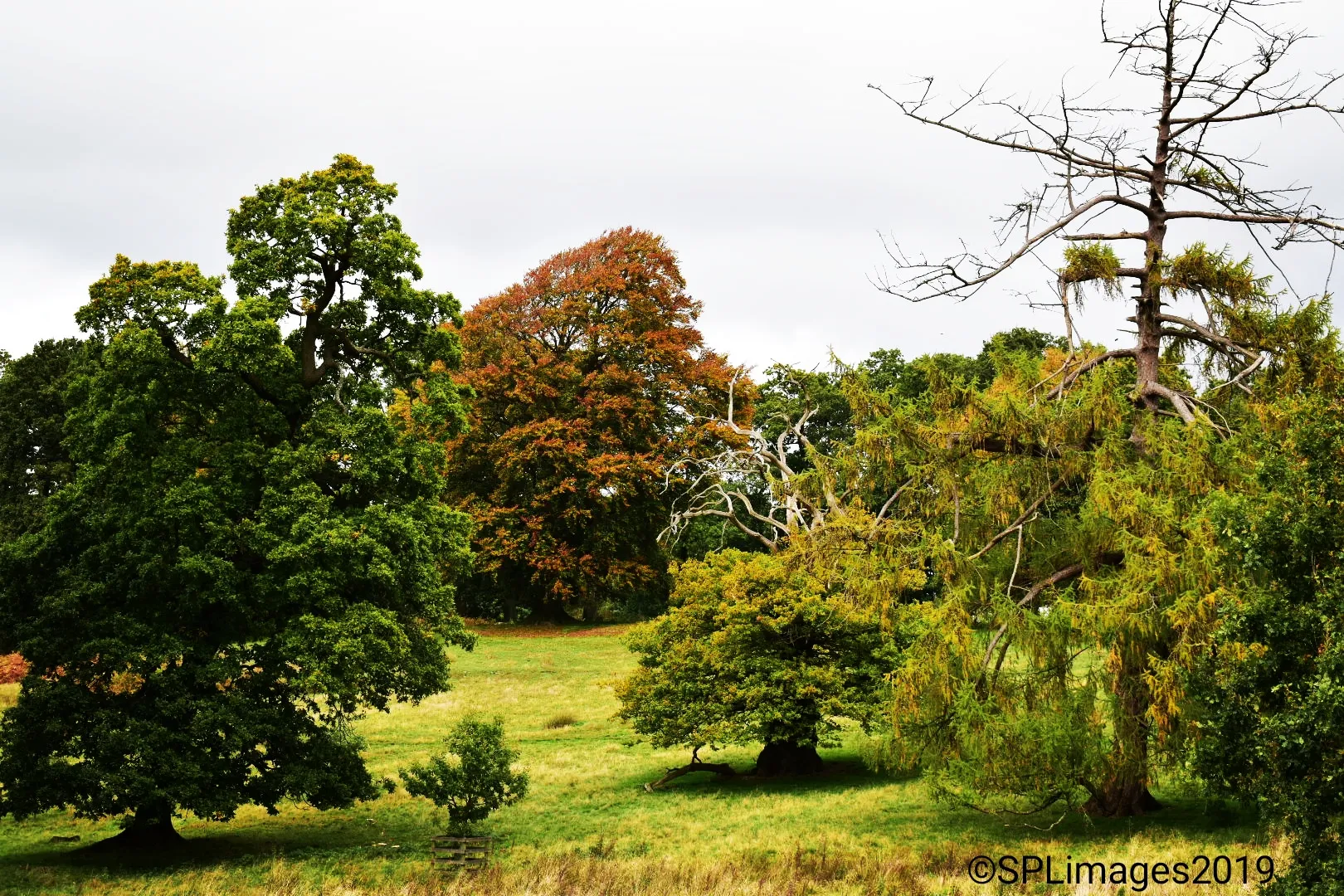 Trees