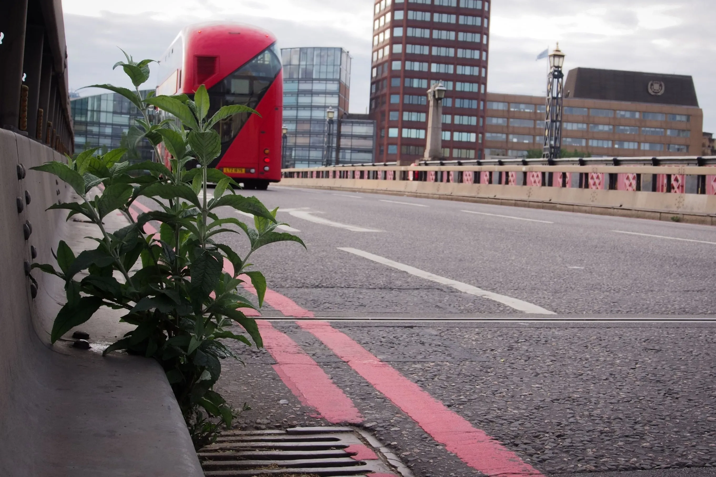 Nature in Urban Environments