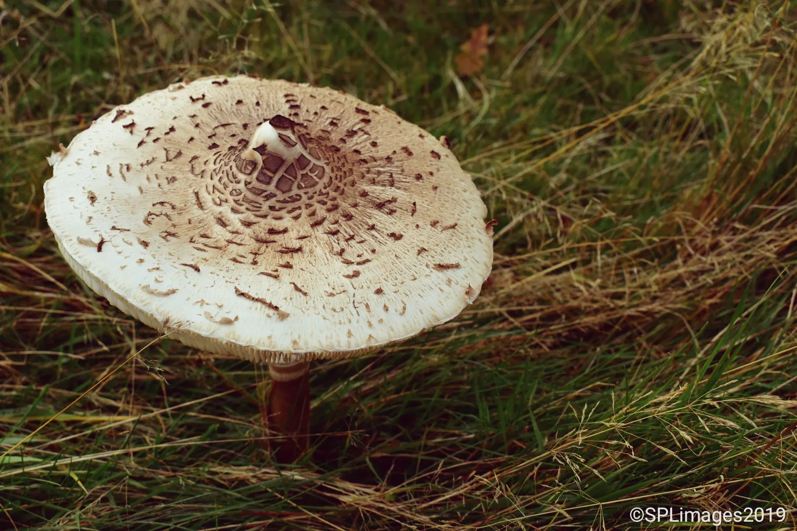Fungi Growing Outdoors