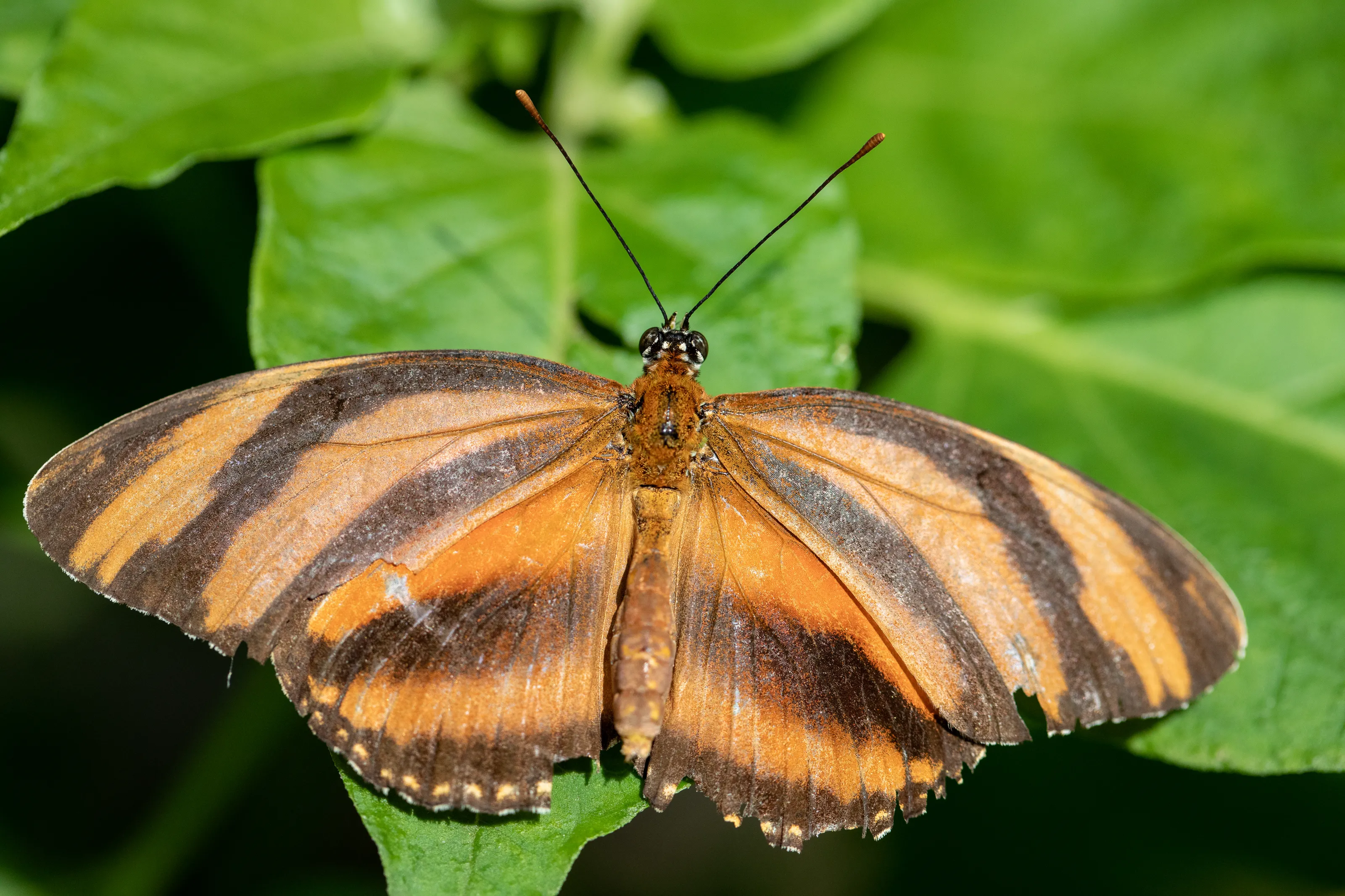 Butterflies in Macro and Close-up (in colour)