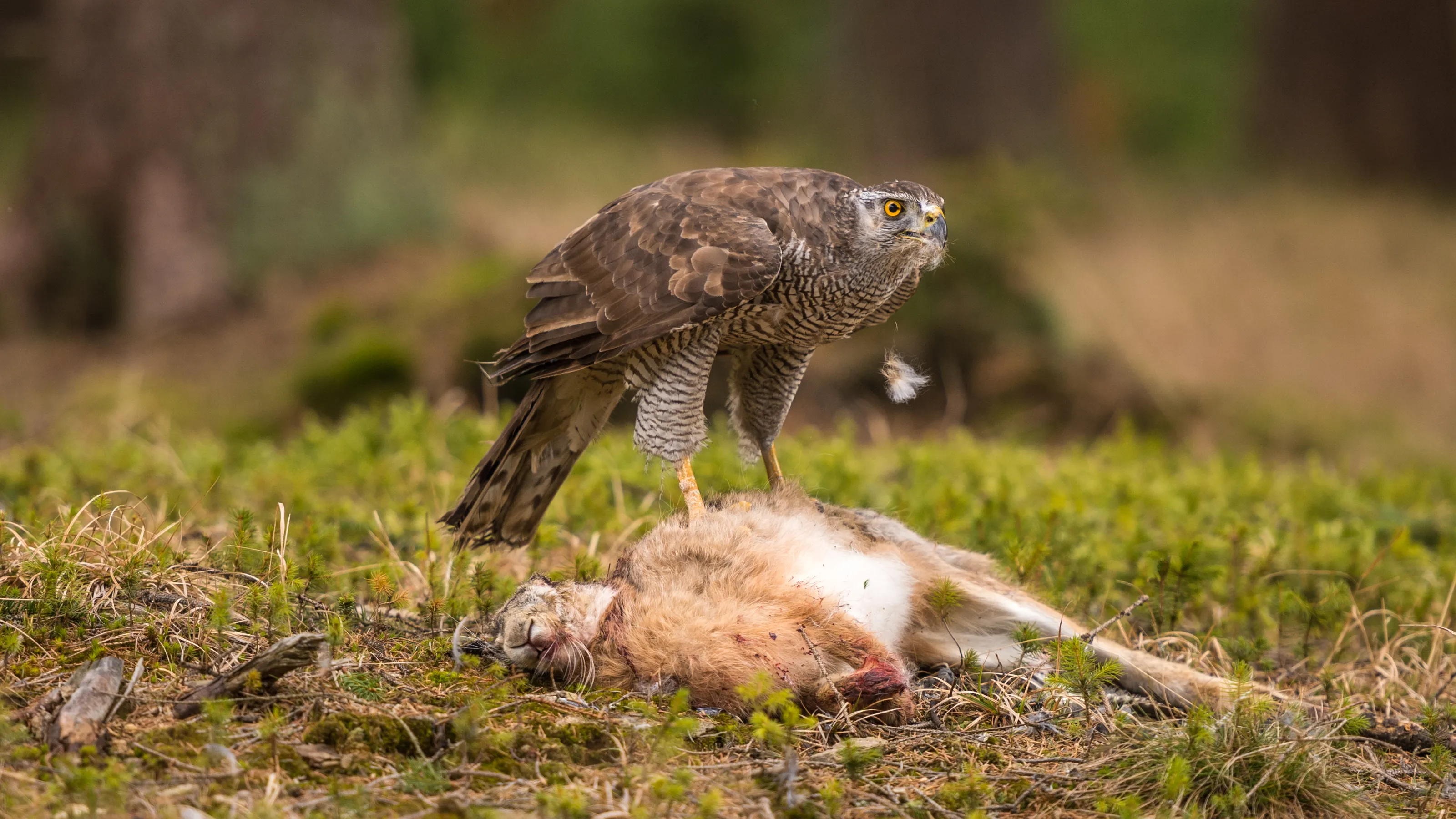 Predators and their Prey in the WIld