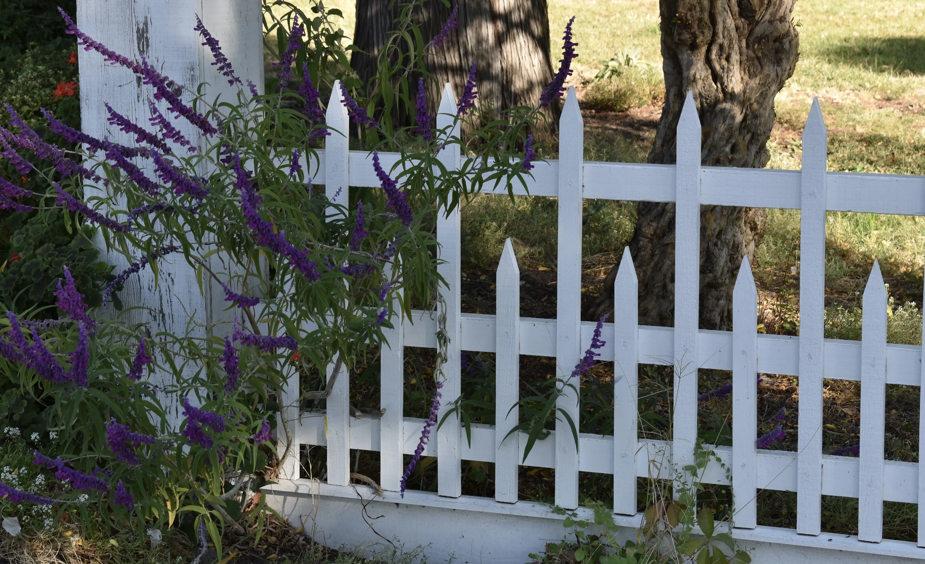 Picket Fences