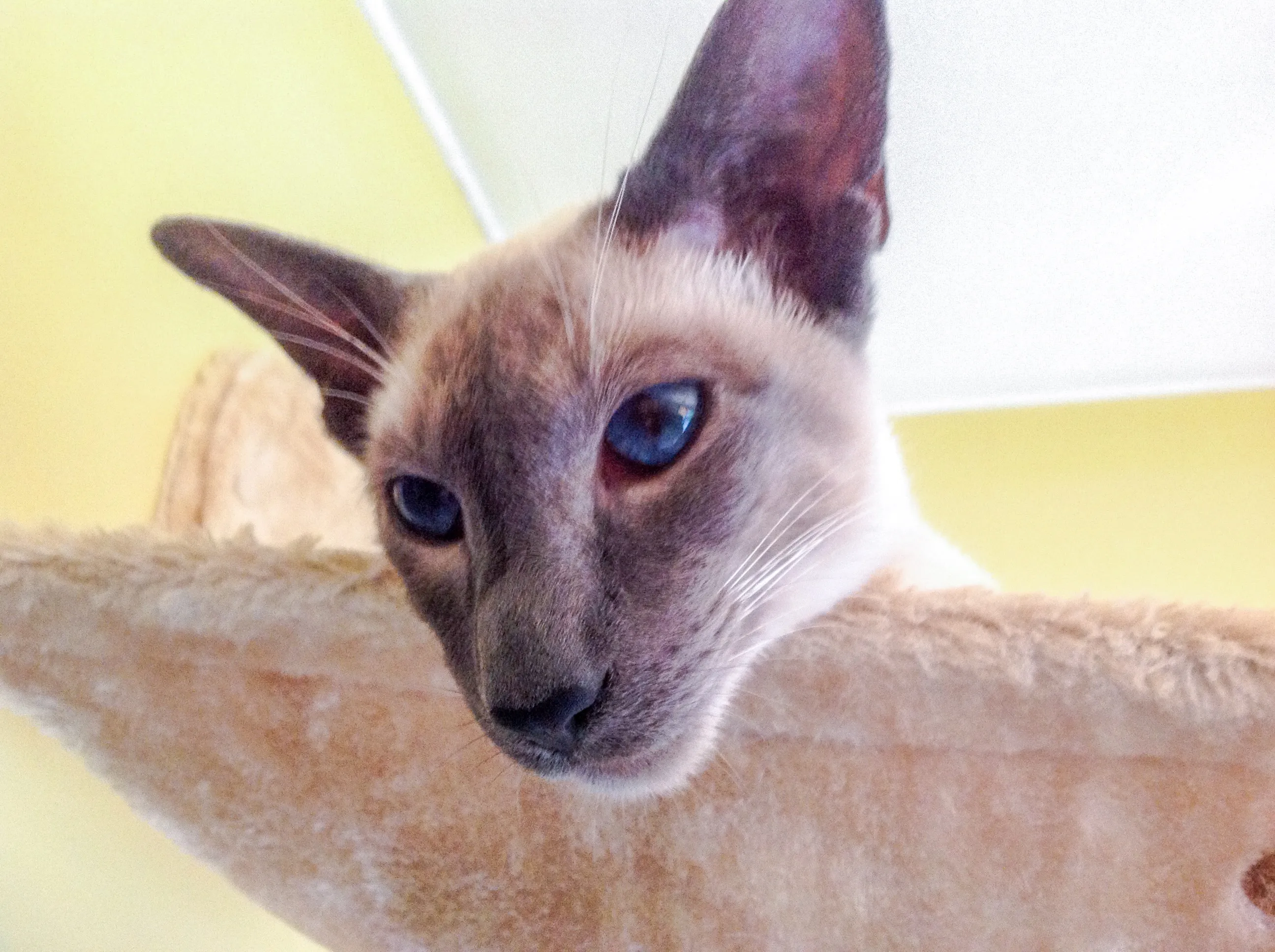 Domestic Pedigree Cats