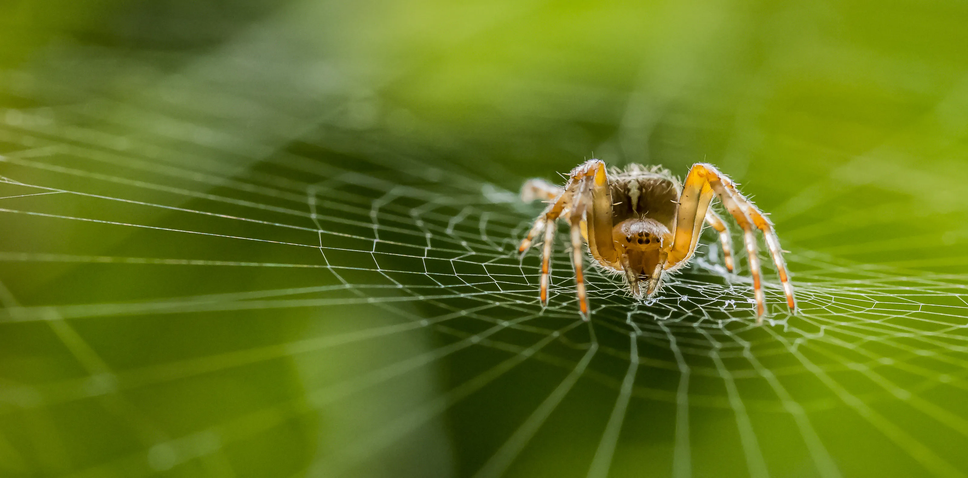 Creepy crawlies