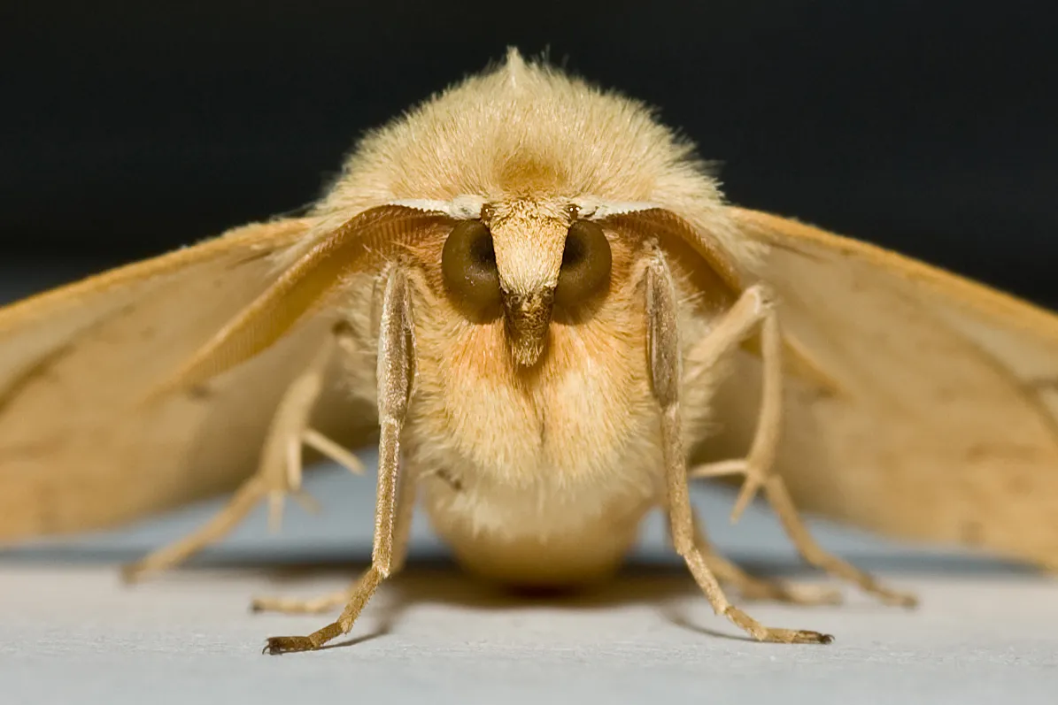 Insects