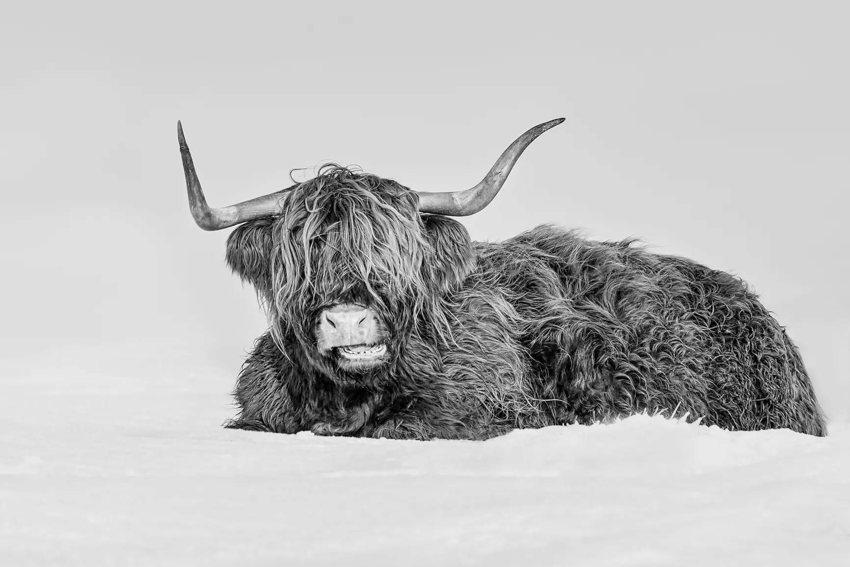 Scottish Highland Cattle