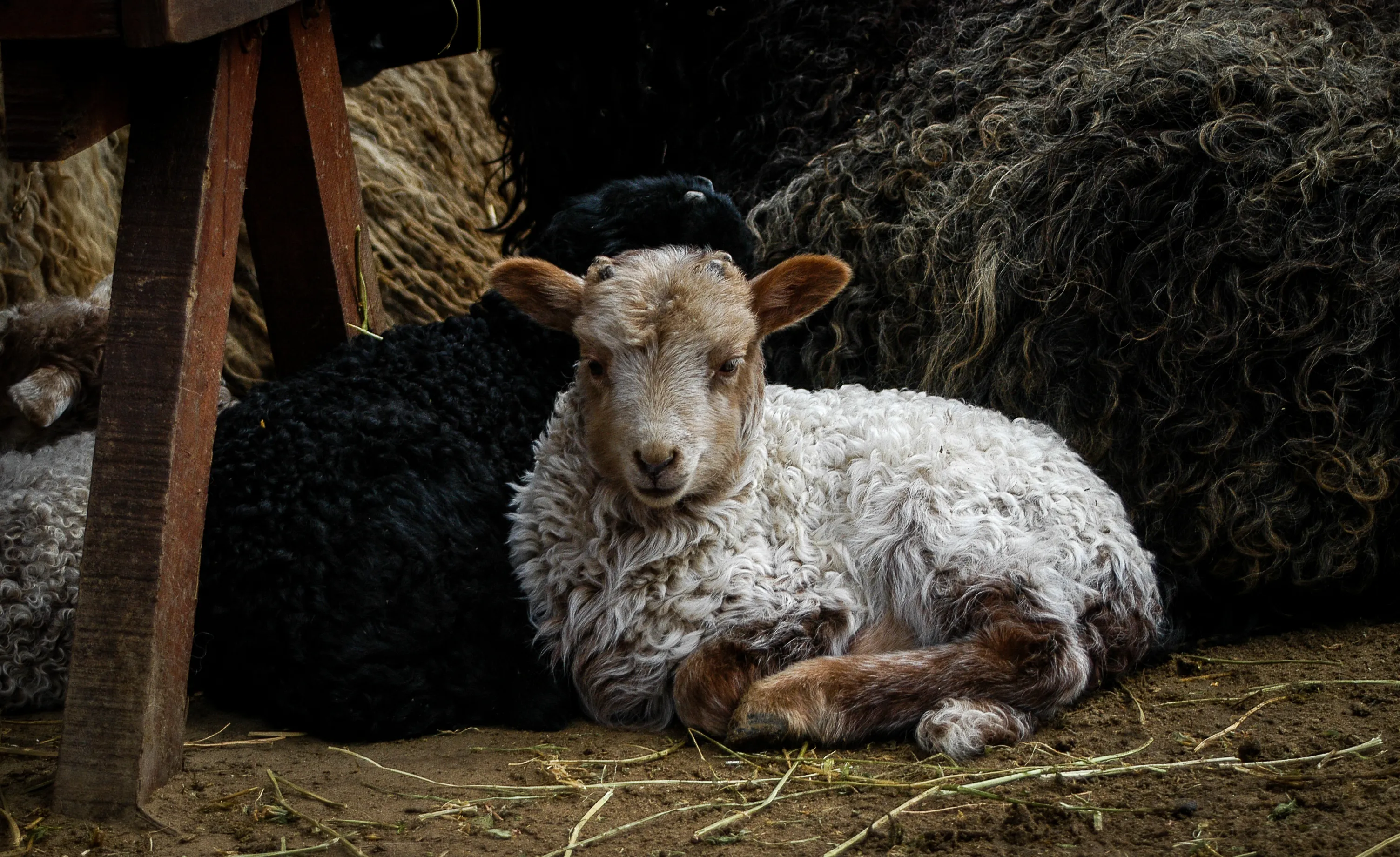 Sheep