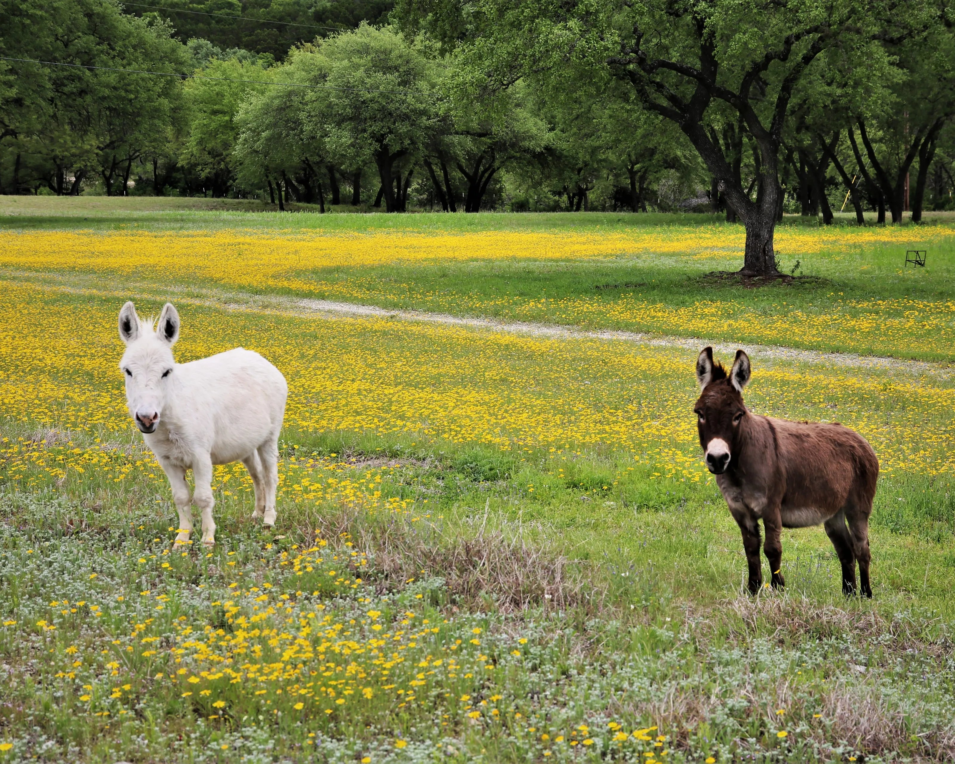 Donkeys