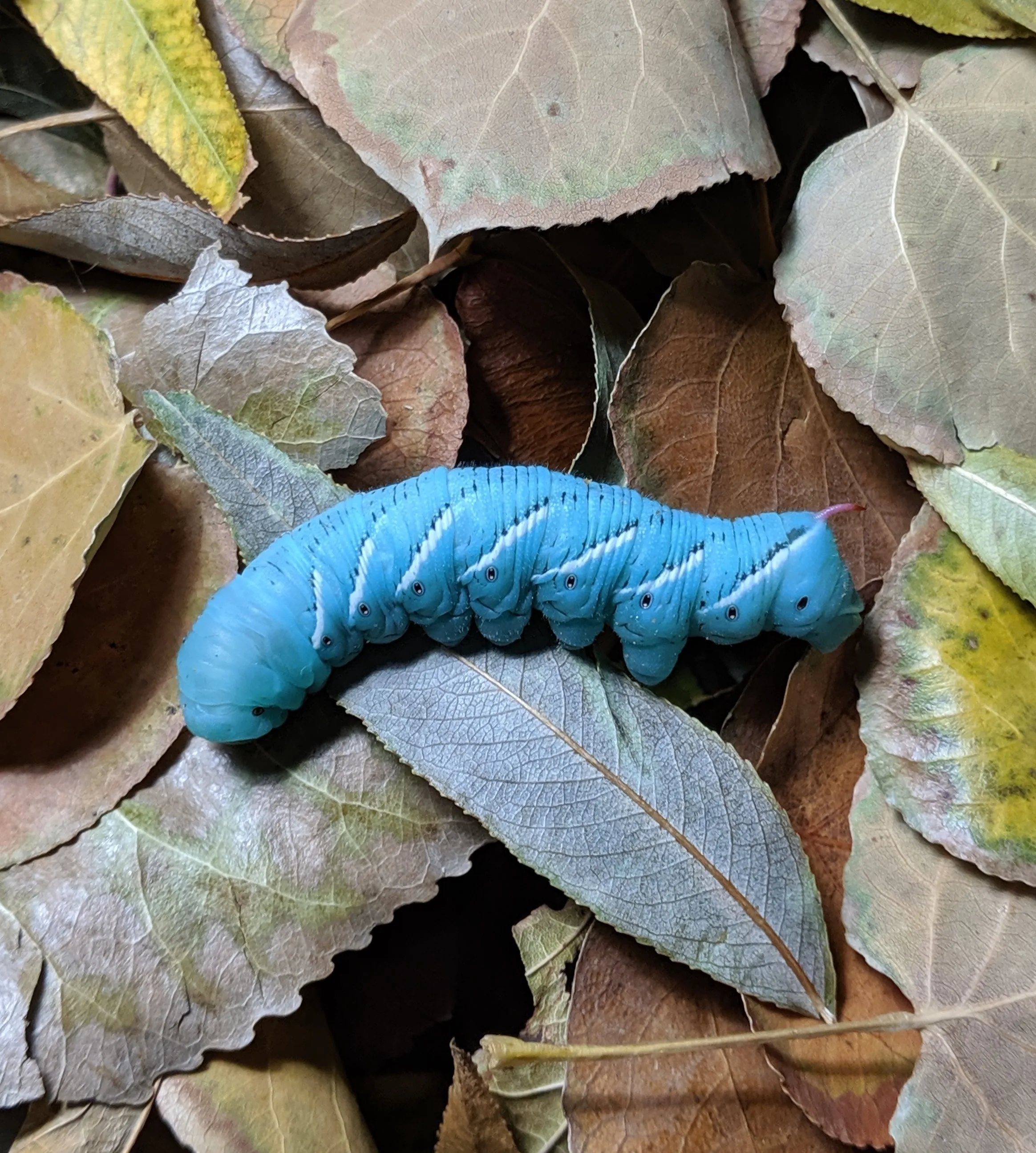 Insects