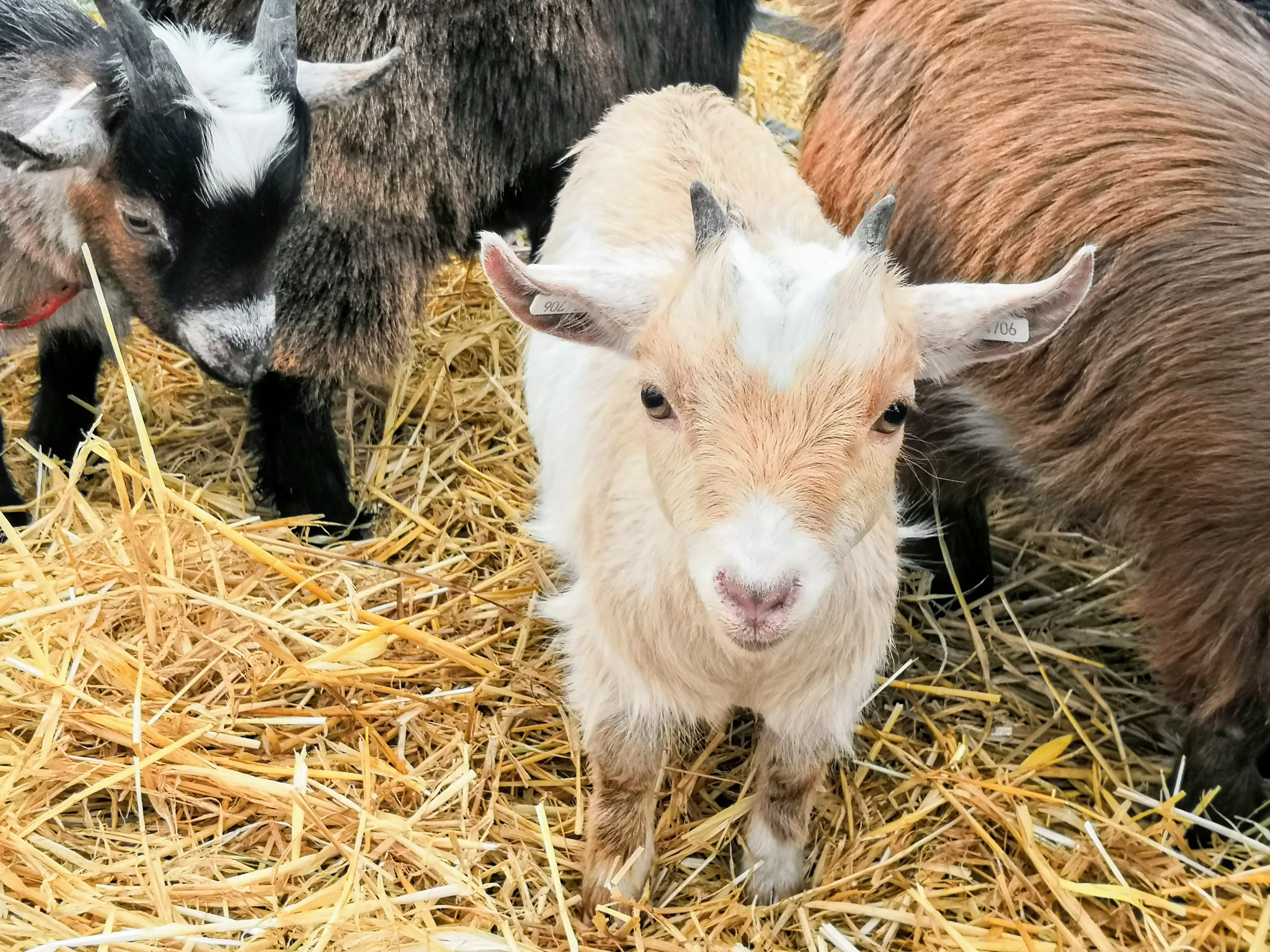 At the Petting Zoo