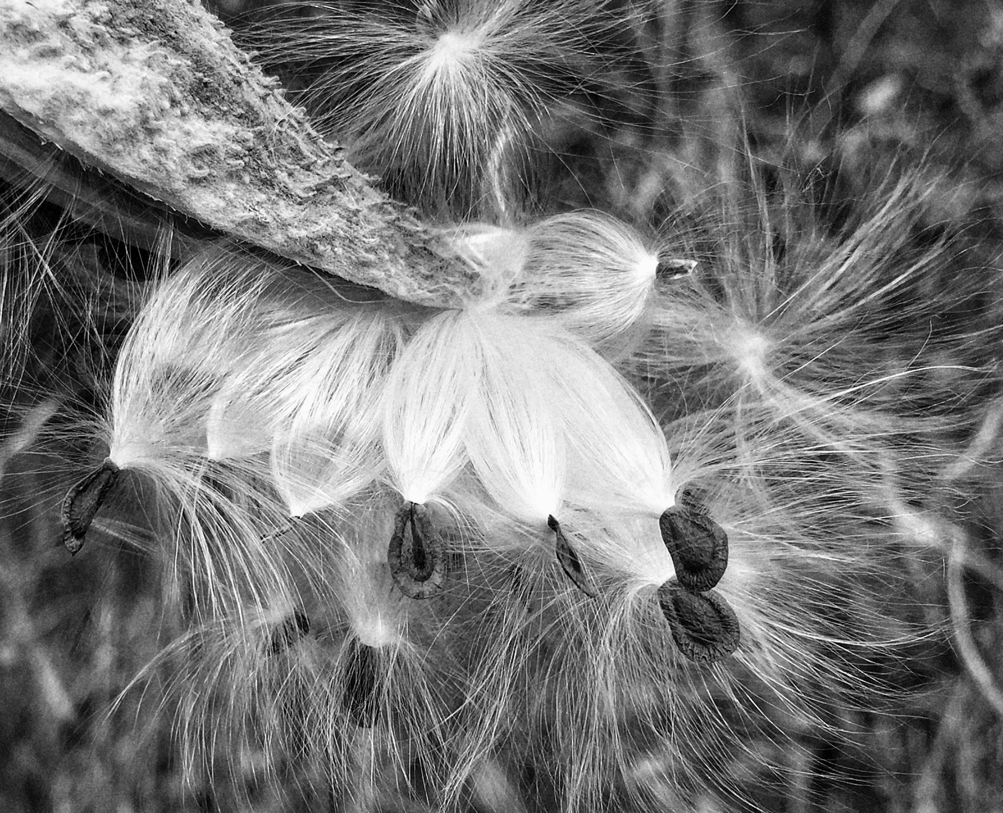 Seed Heads and Seed Pods
