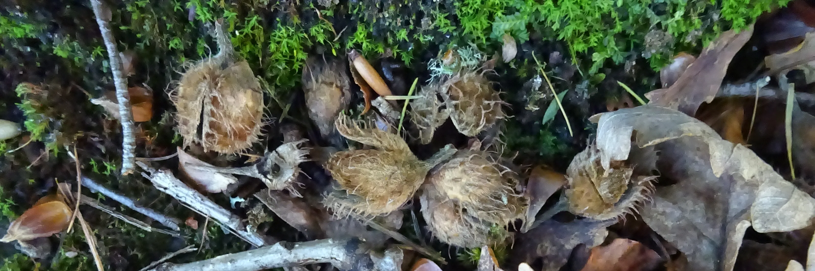 Nuts, Seeds and Seed Casings in Colour