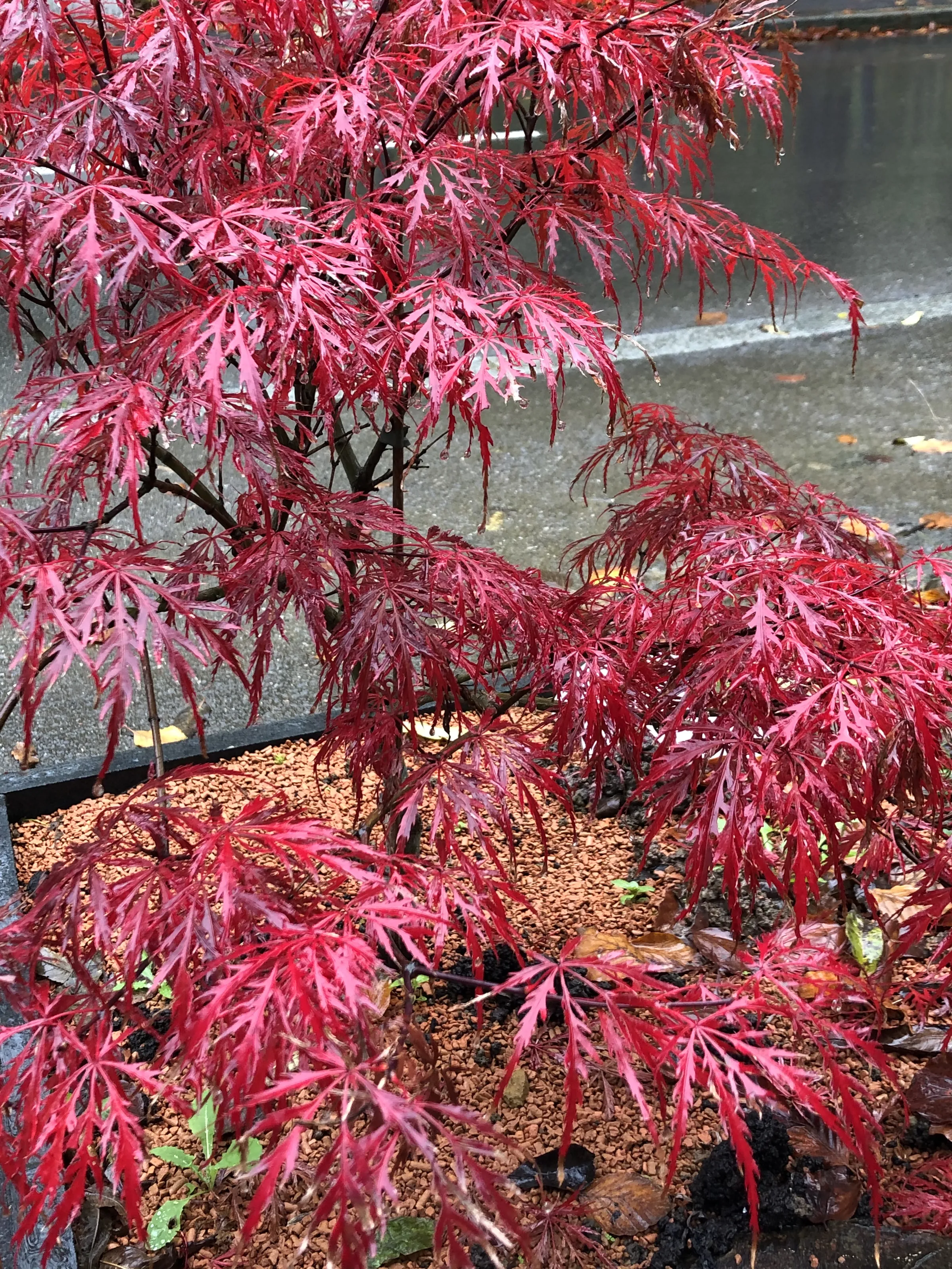 Acer Palmatum Trees in Colour