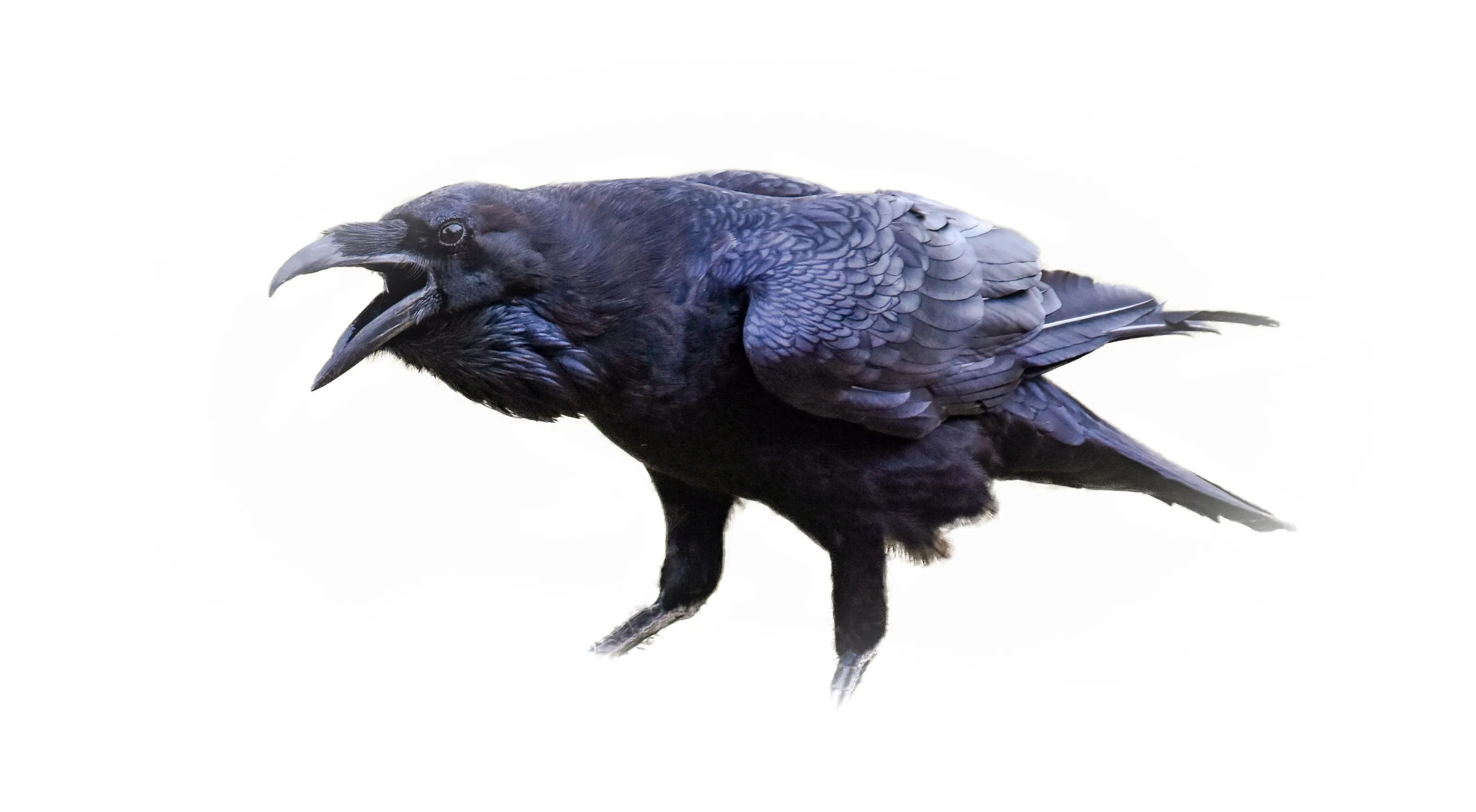 Crows and Ravens
