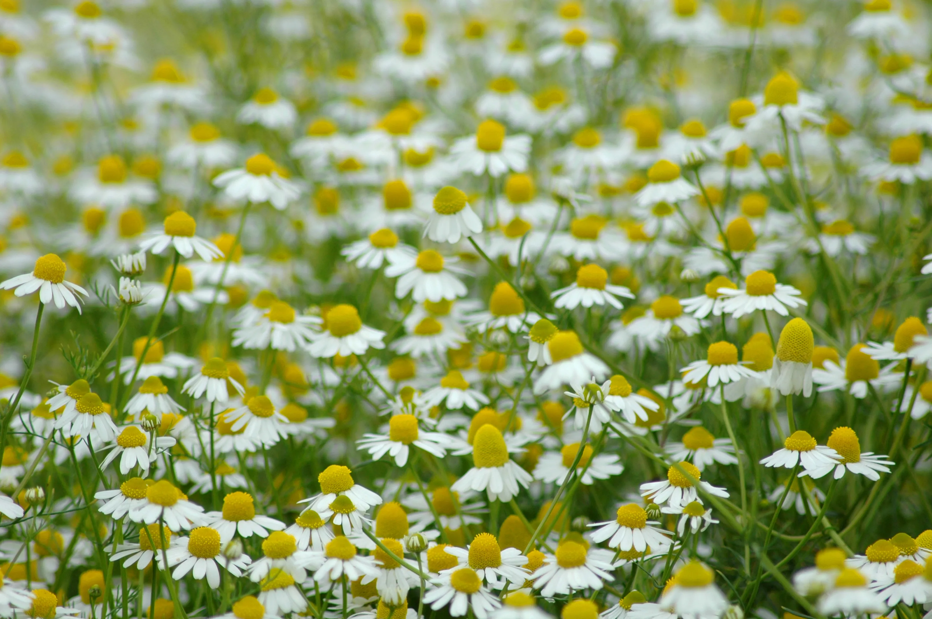 Herbal Flowers