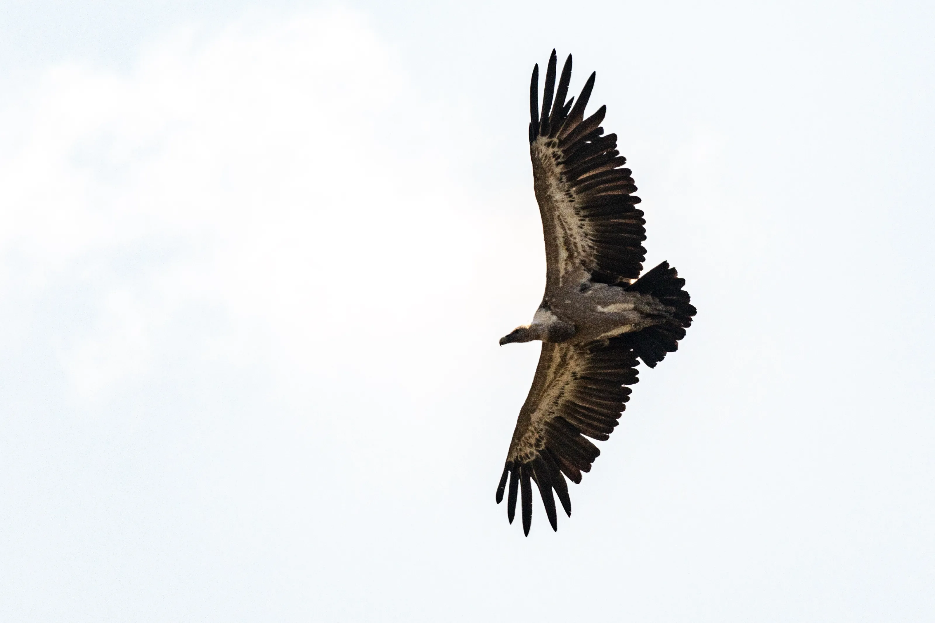 Vultures