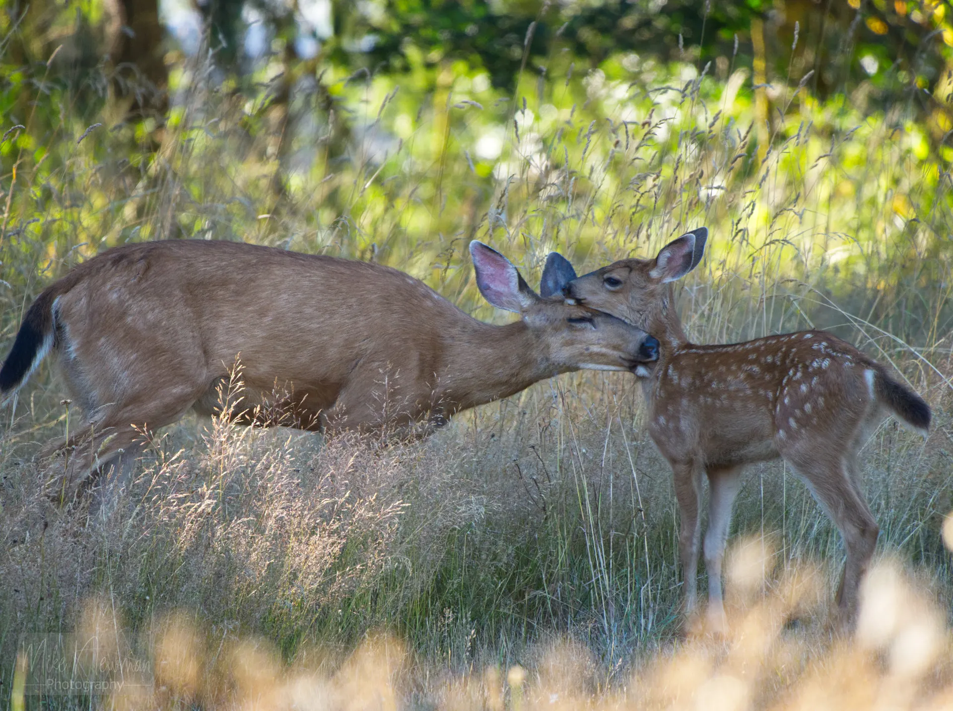 A Mother's Love