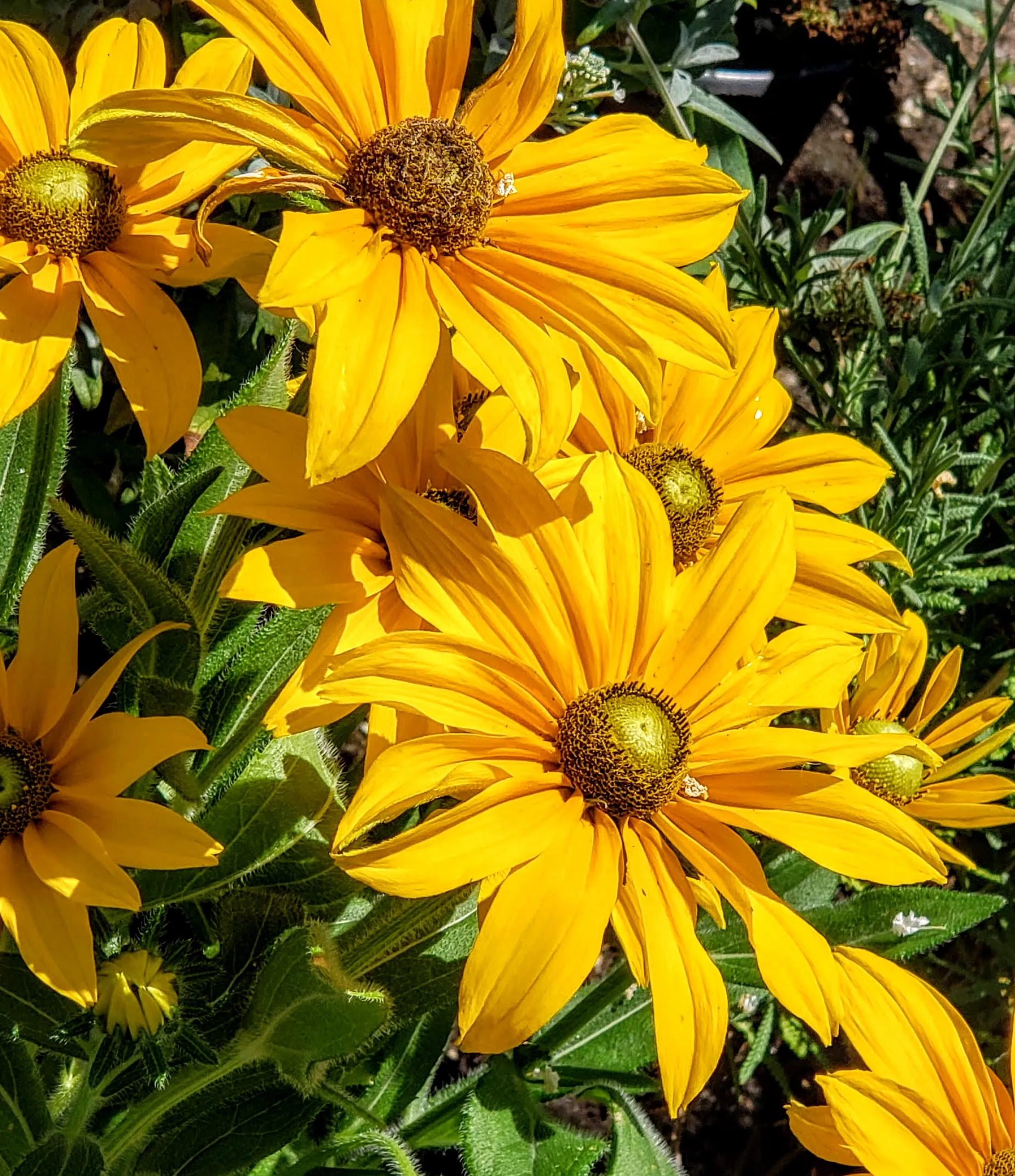 Yellow Flowers