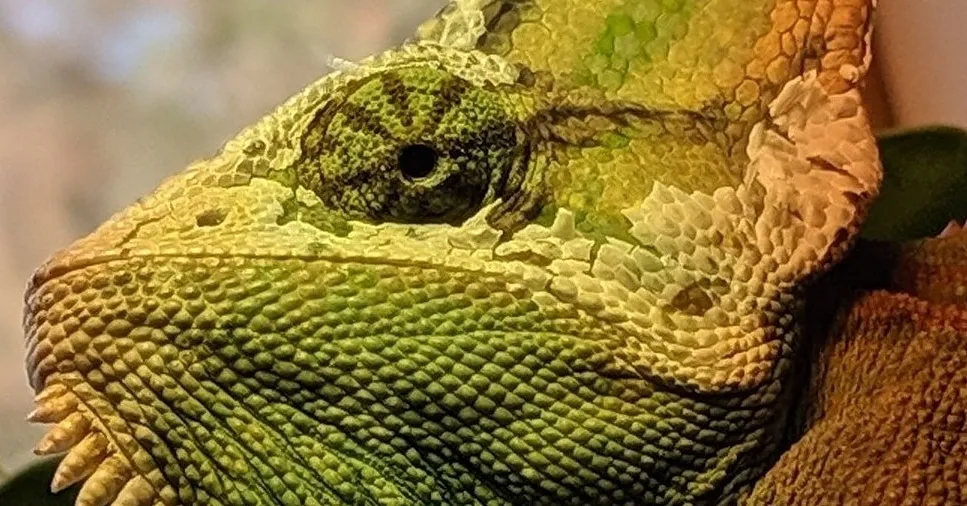 Chameleons