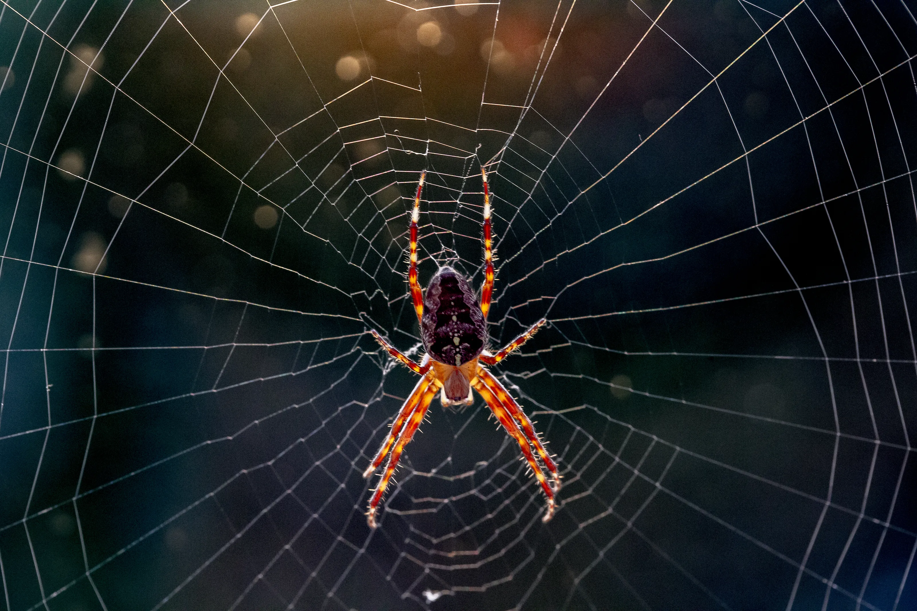 Spiders