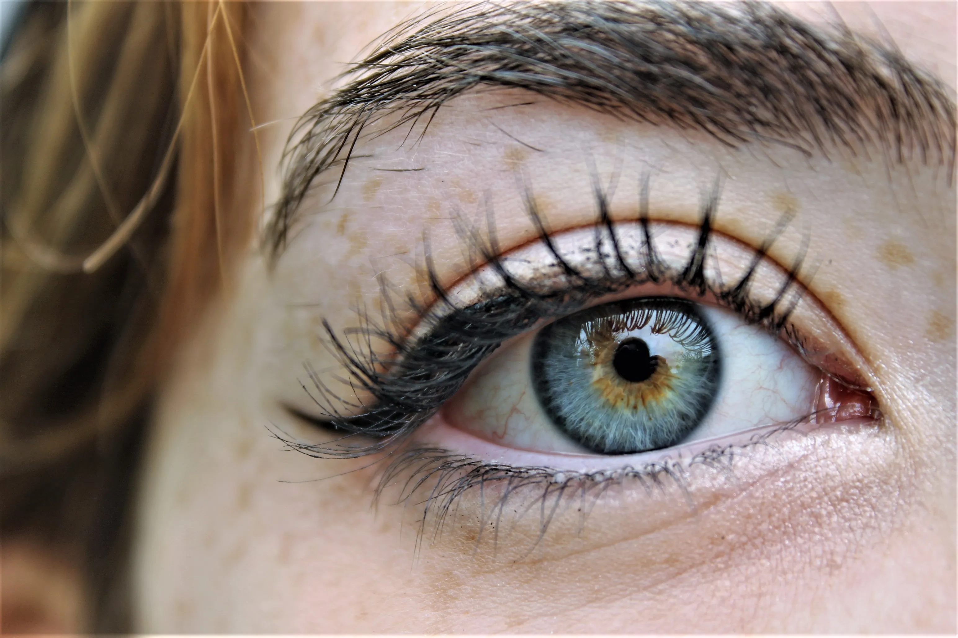 Macro of the Iris (in colour)