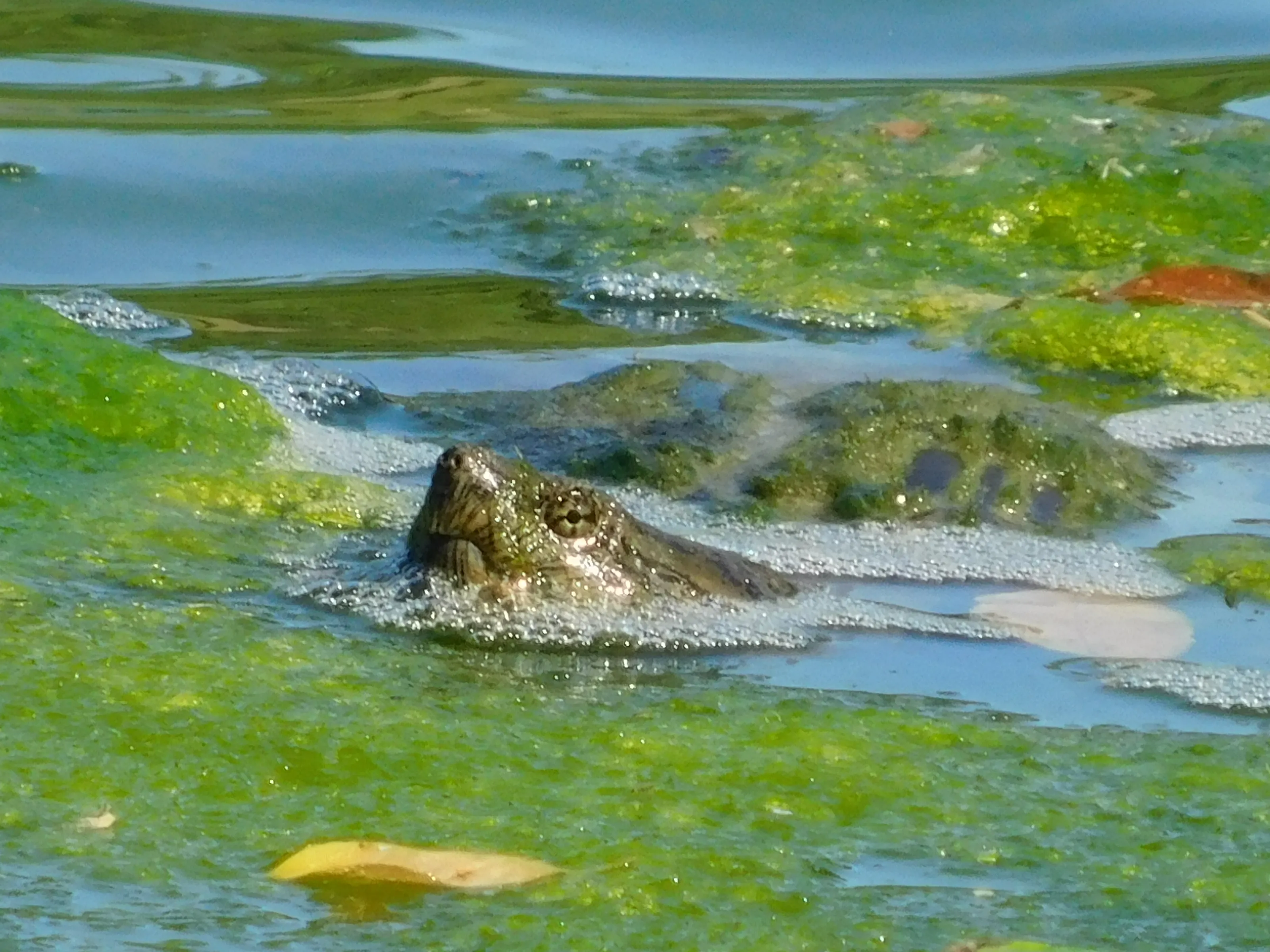 Natural Behaviour of North American Wildlife