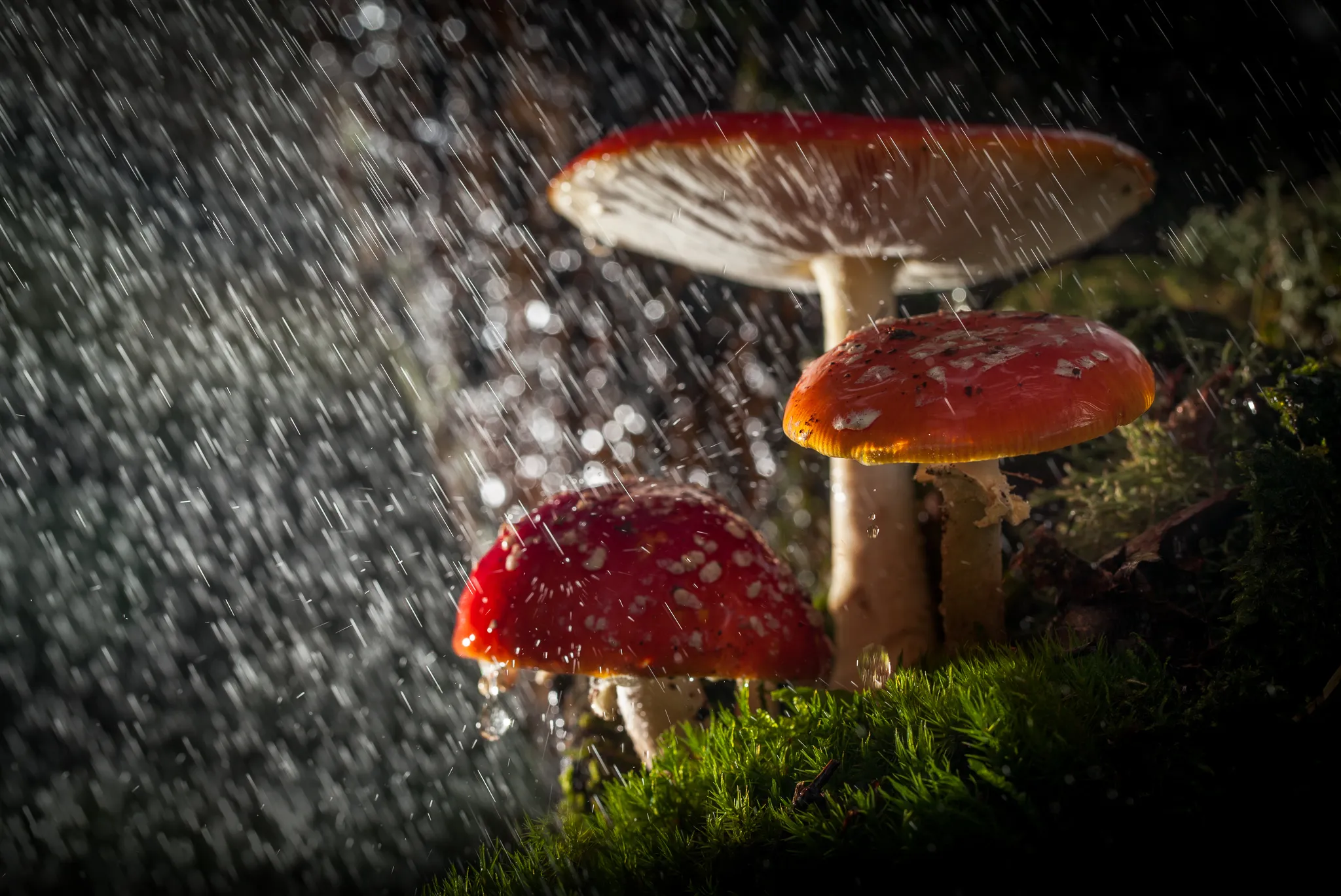 Rain