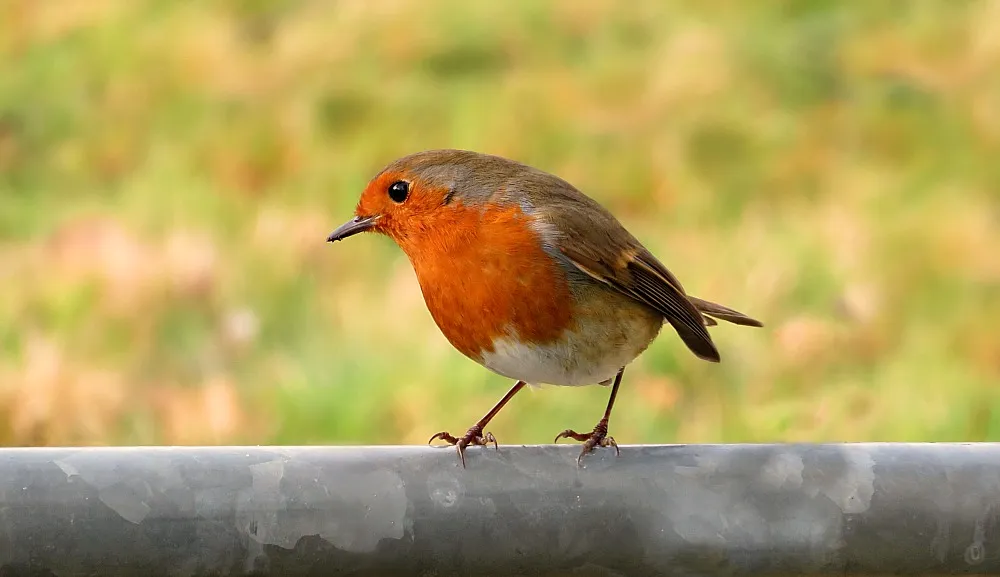 Robins