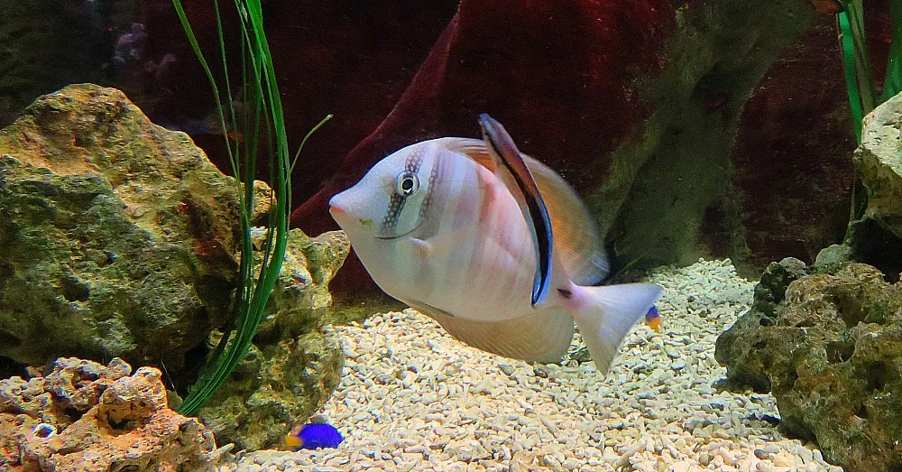 Live Fish
