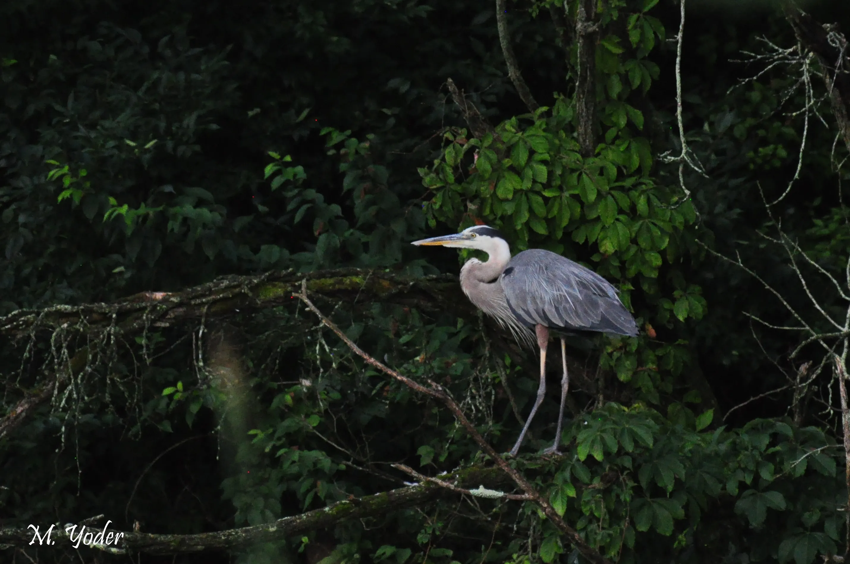 Birds in a Natural Setting (no buildings)