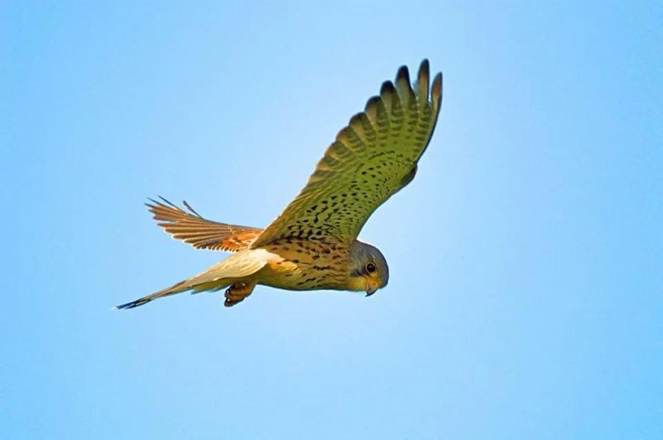 Wild Raptors in Flight