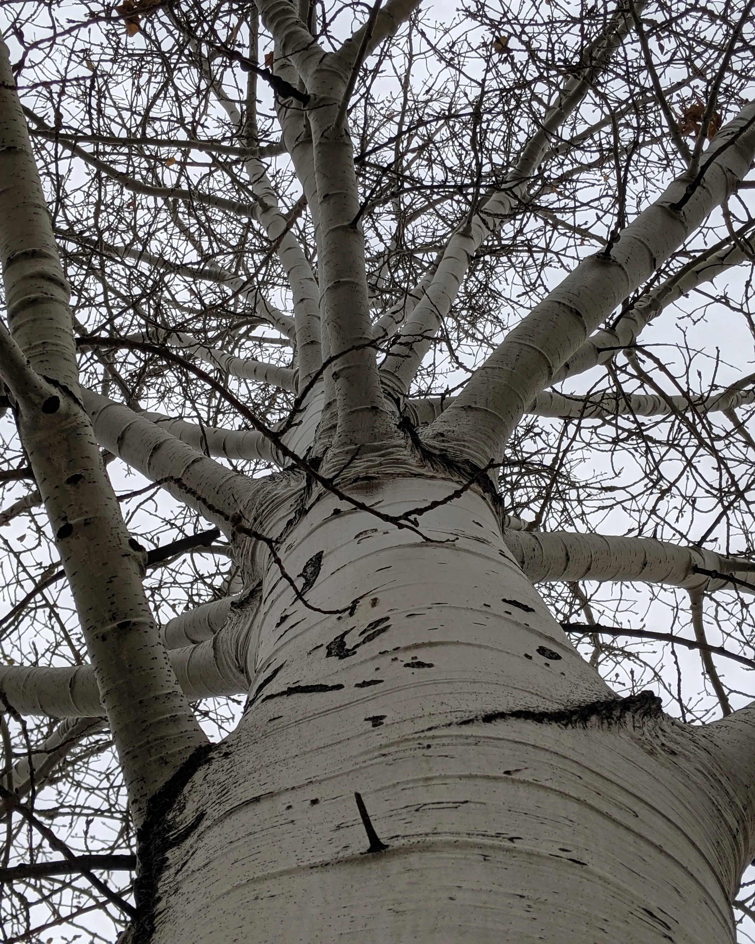 Trees With No Leaves