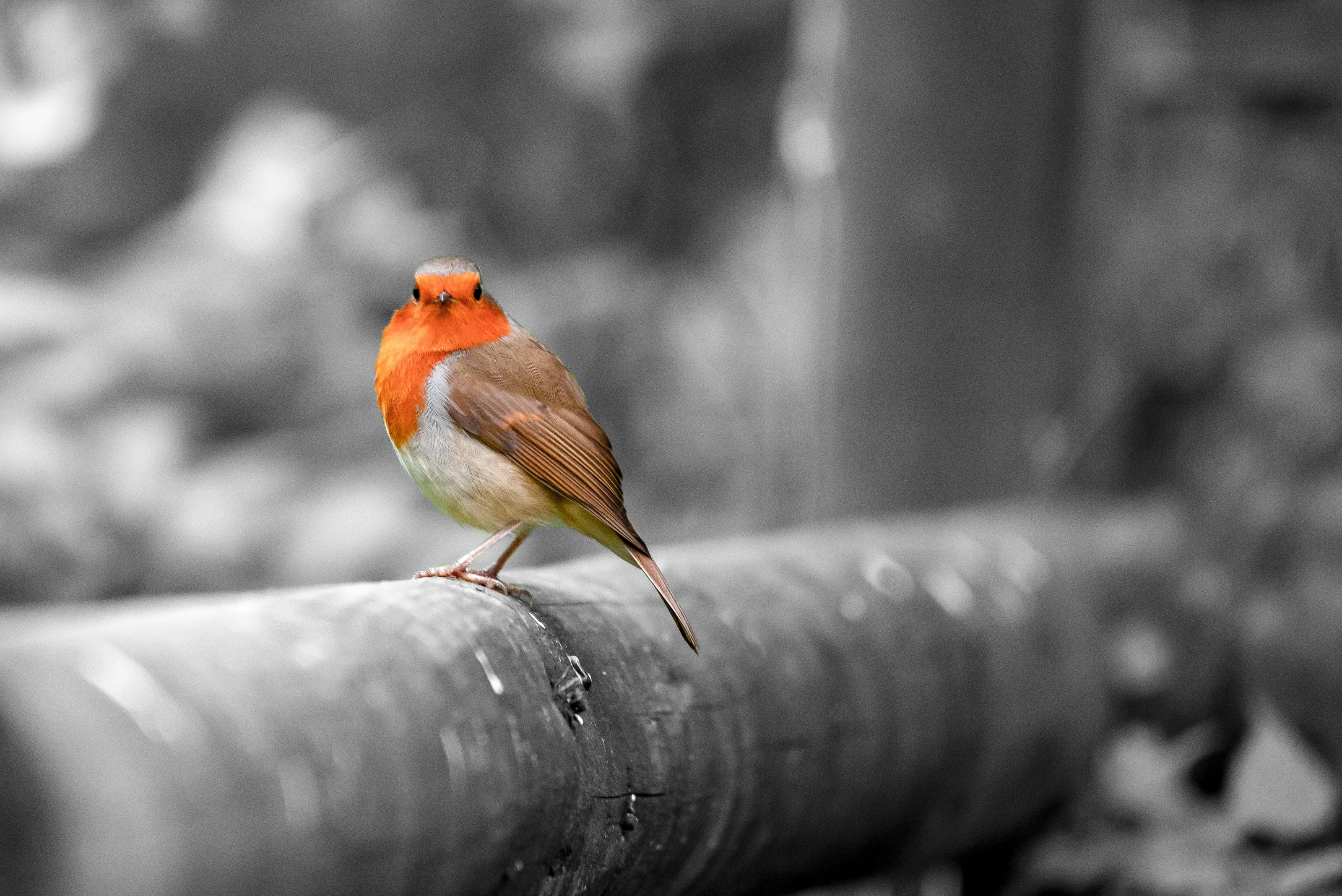 Selective Colour Birds