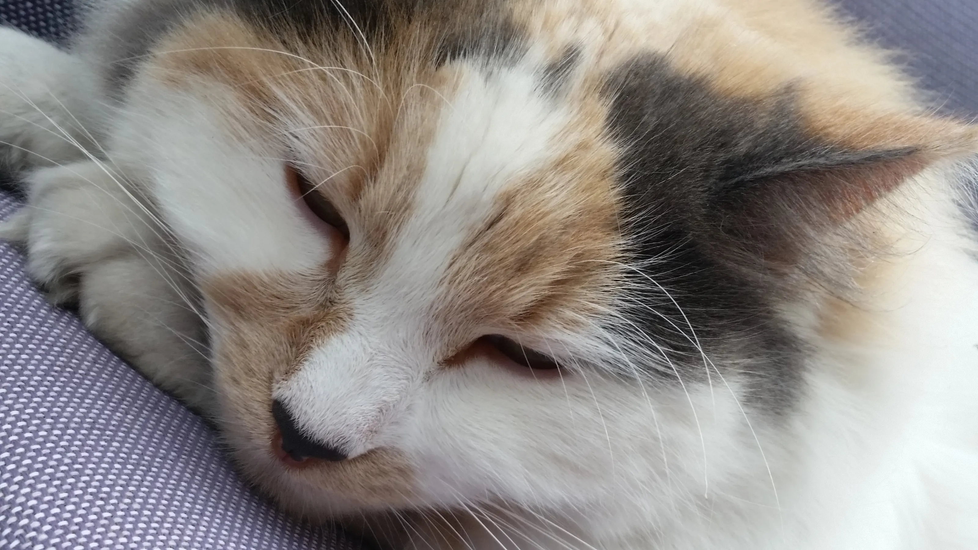 Ella