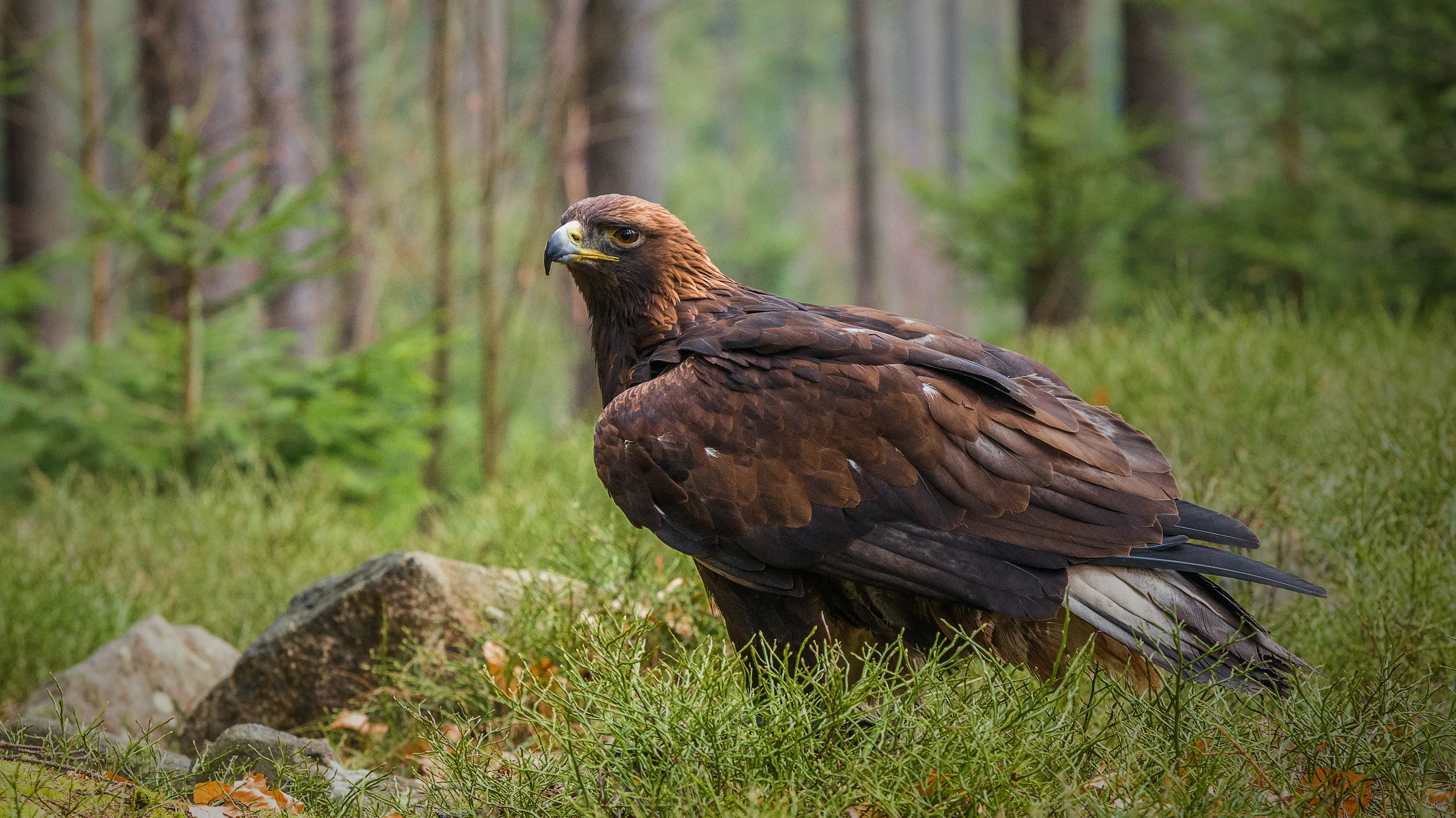 Bird Of Prey Portraits in Colour