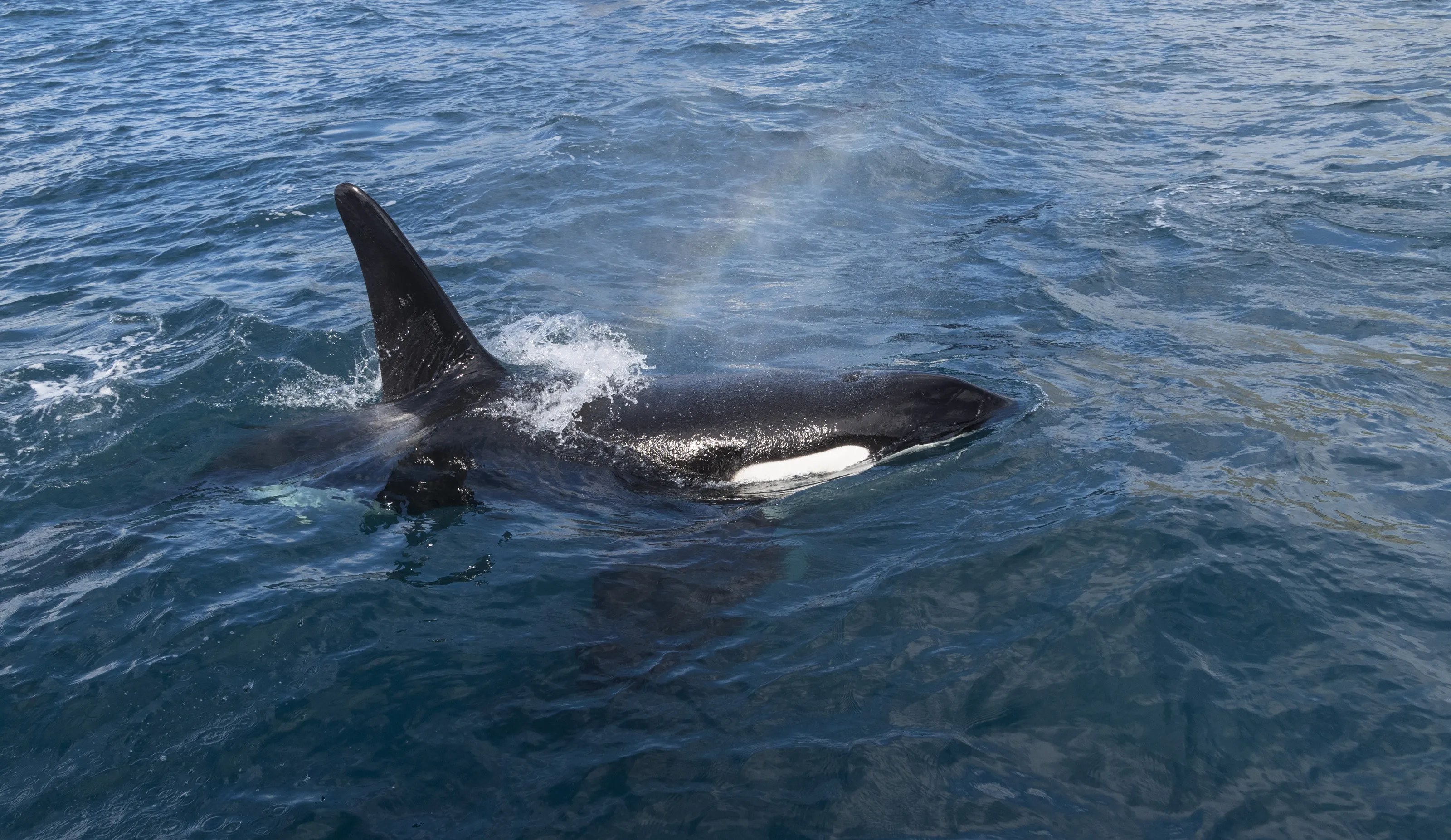 Orcas (Killer Whales) in the Wild