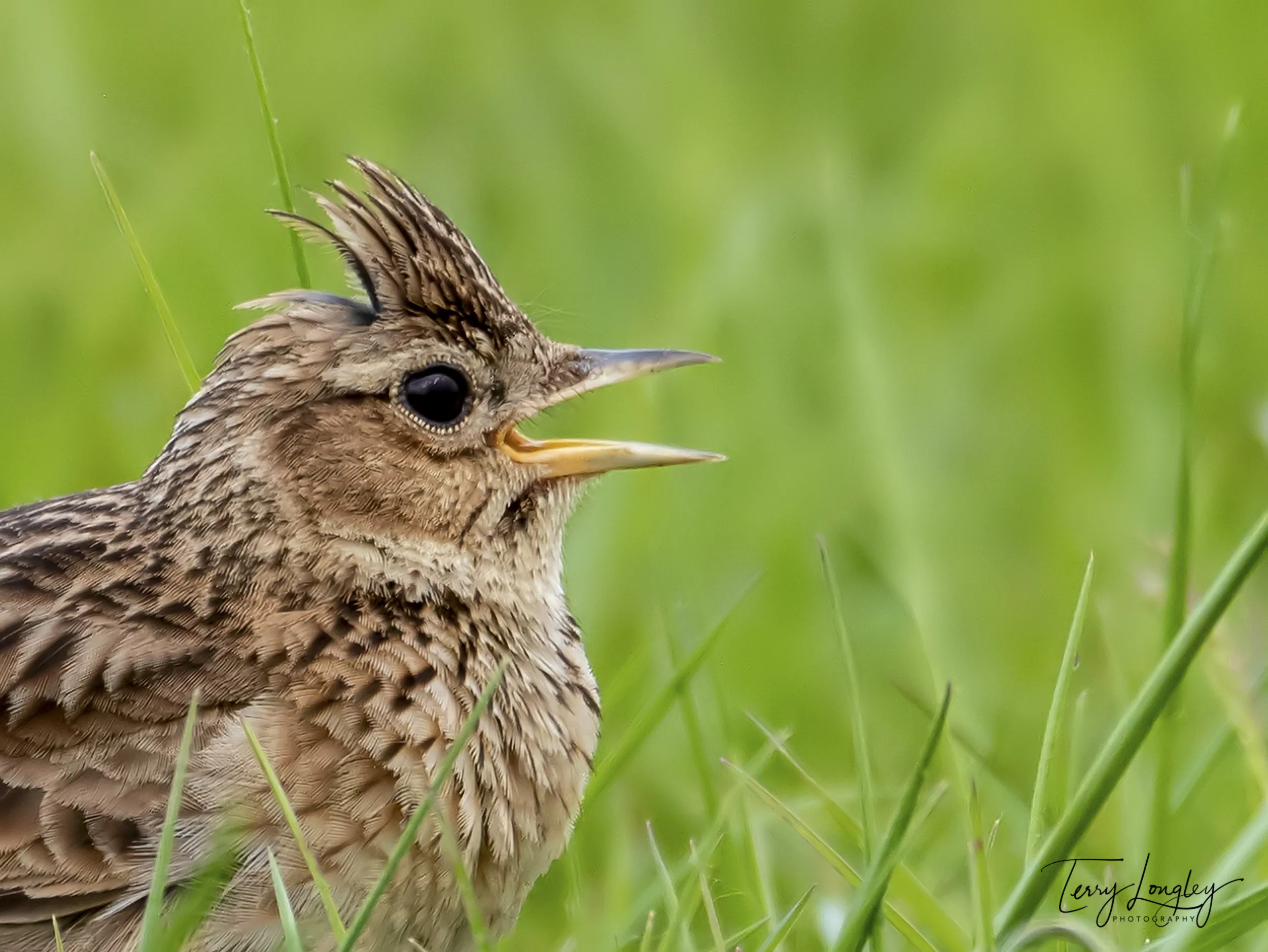 Wild Birds Calling