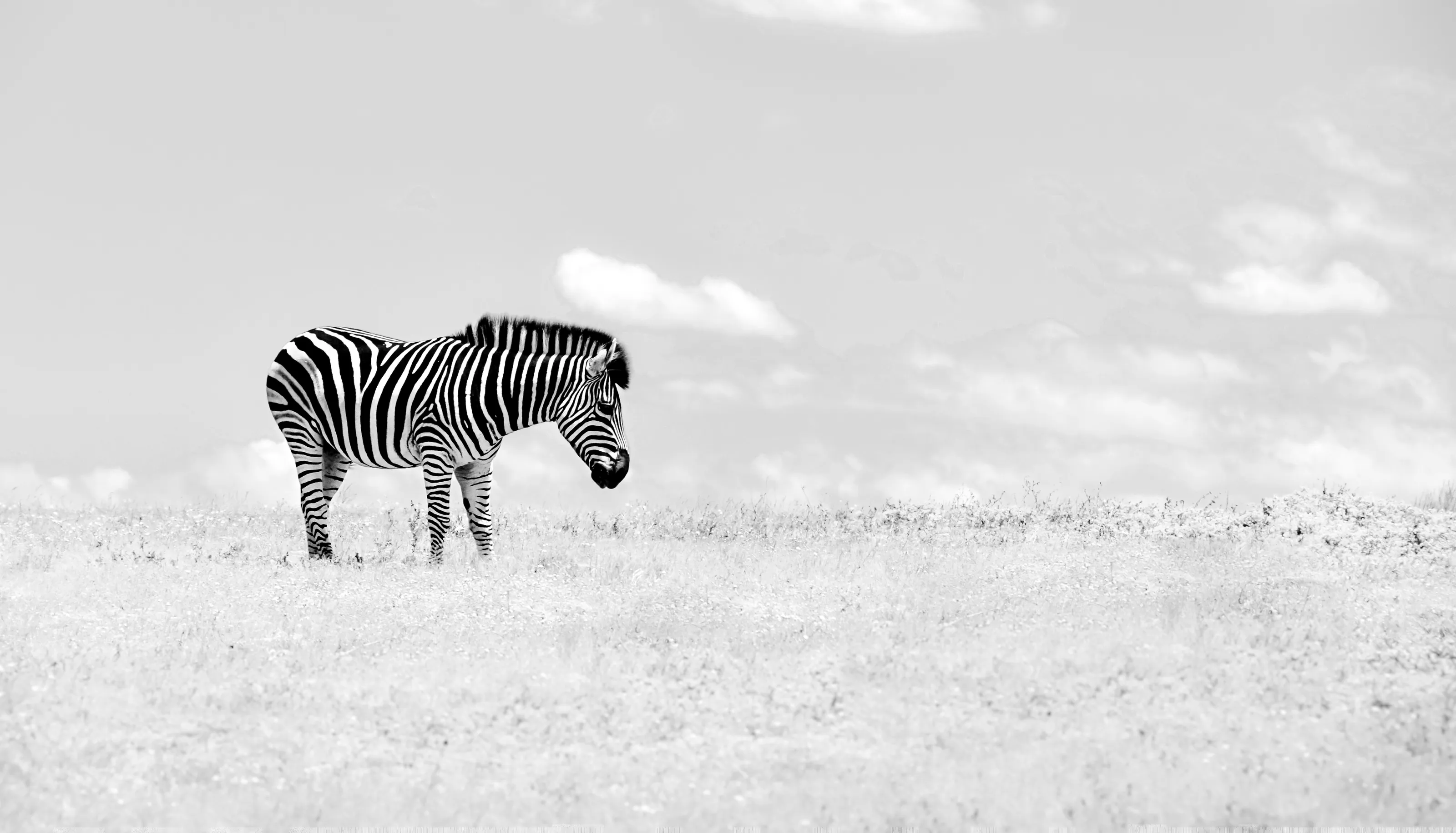 Animals in black and white