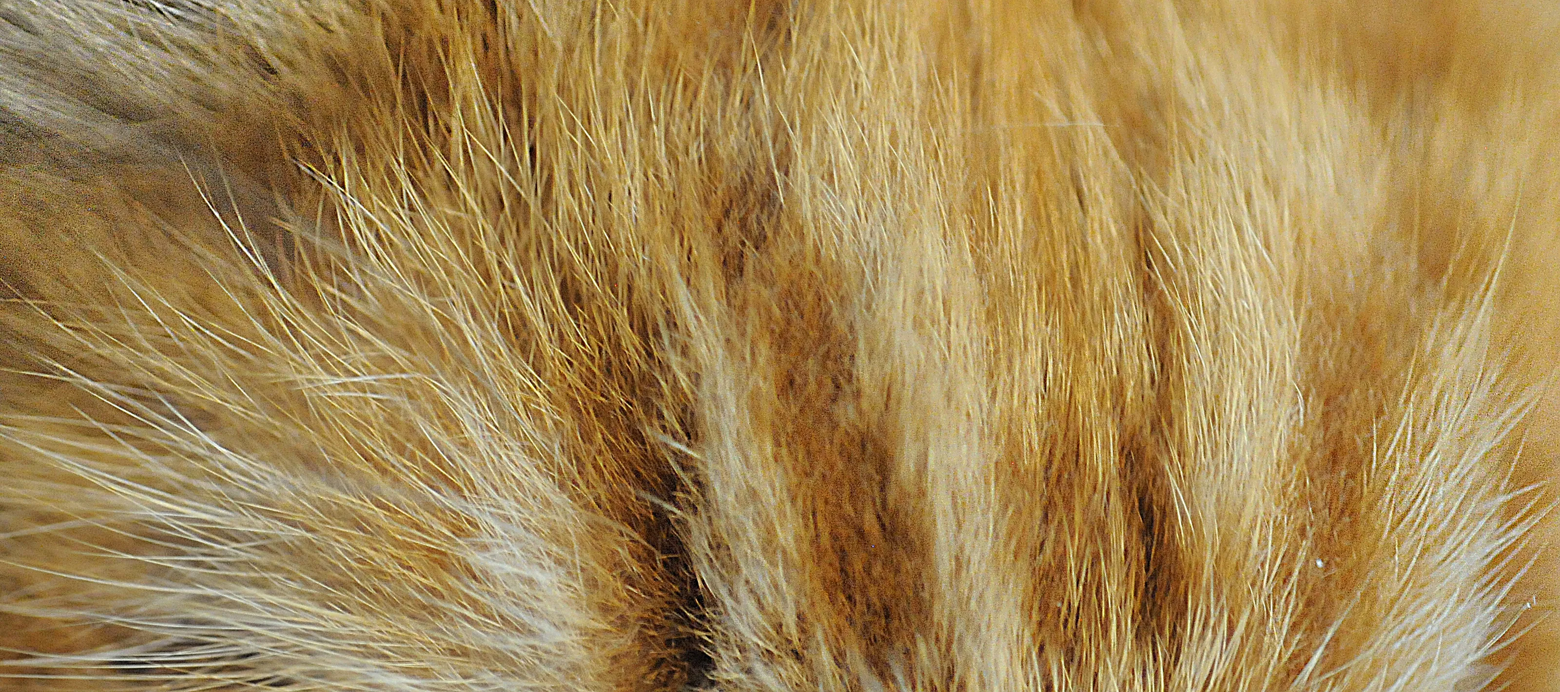 Cat's Fur in Close Up (in colour)