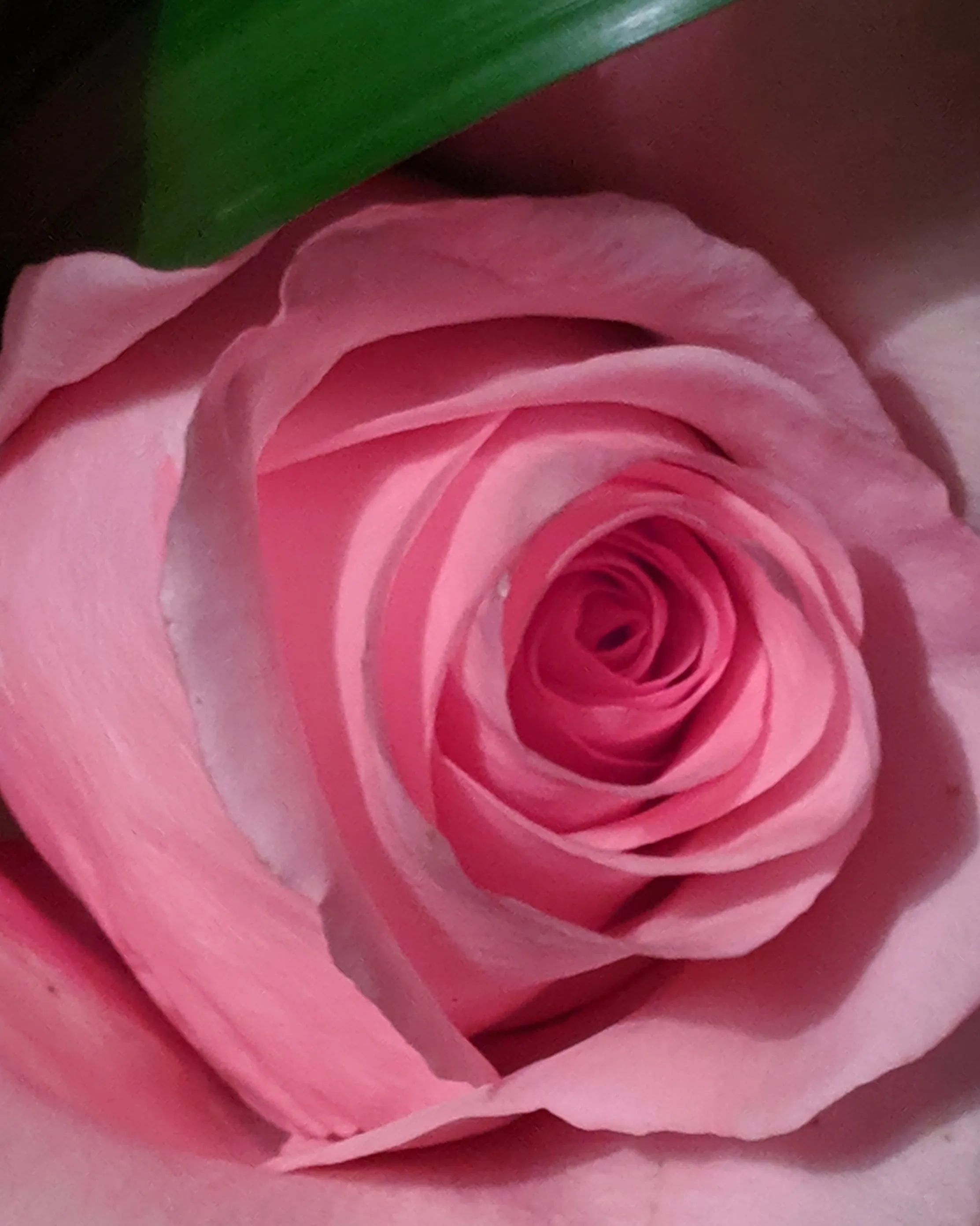 Only Roses