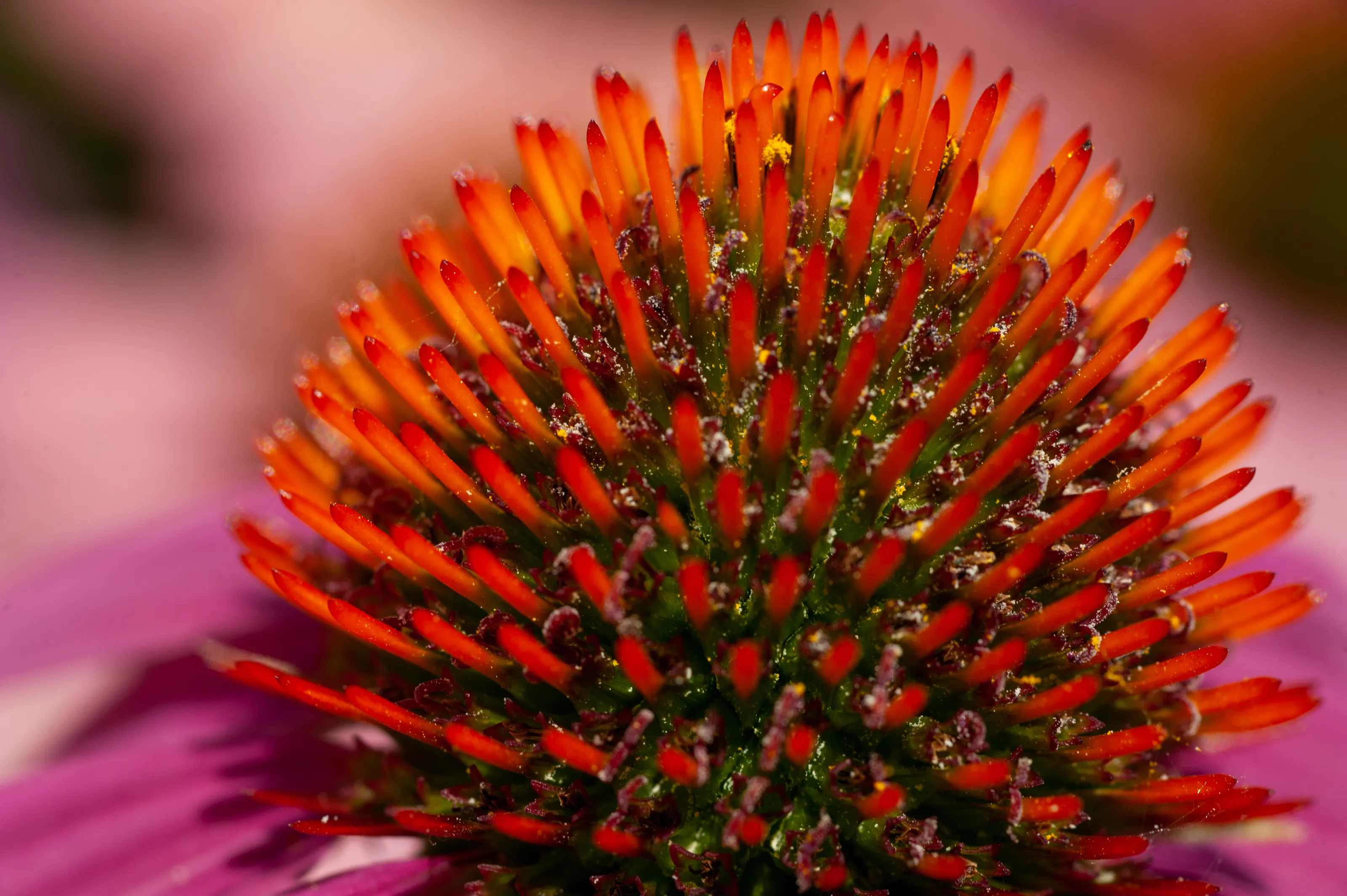 Macro and Close Up