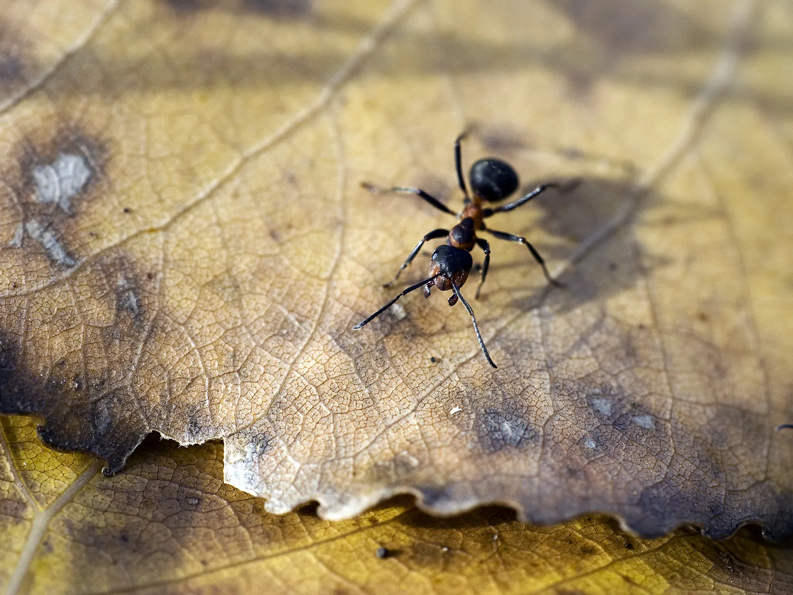 Ants (no people)