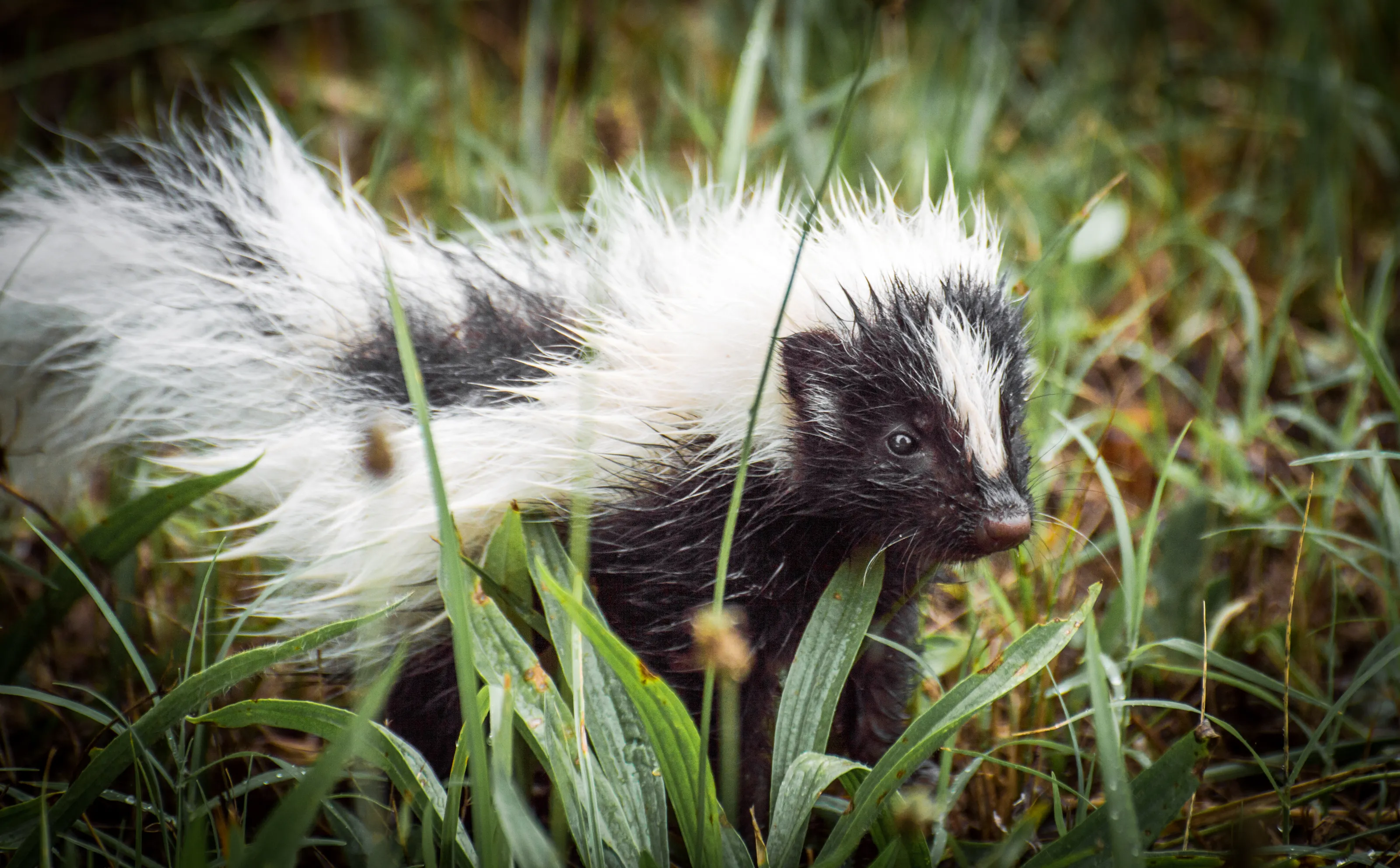 Black And White Animals In Colour