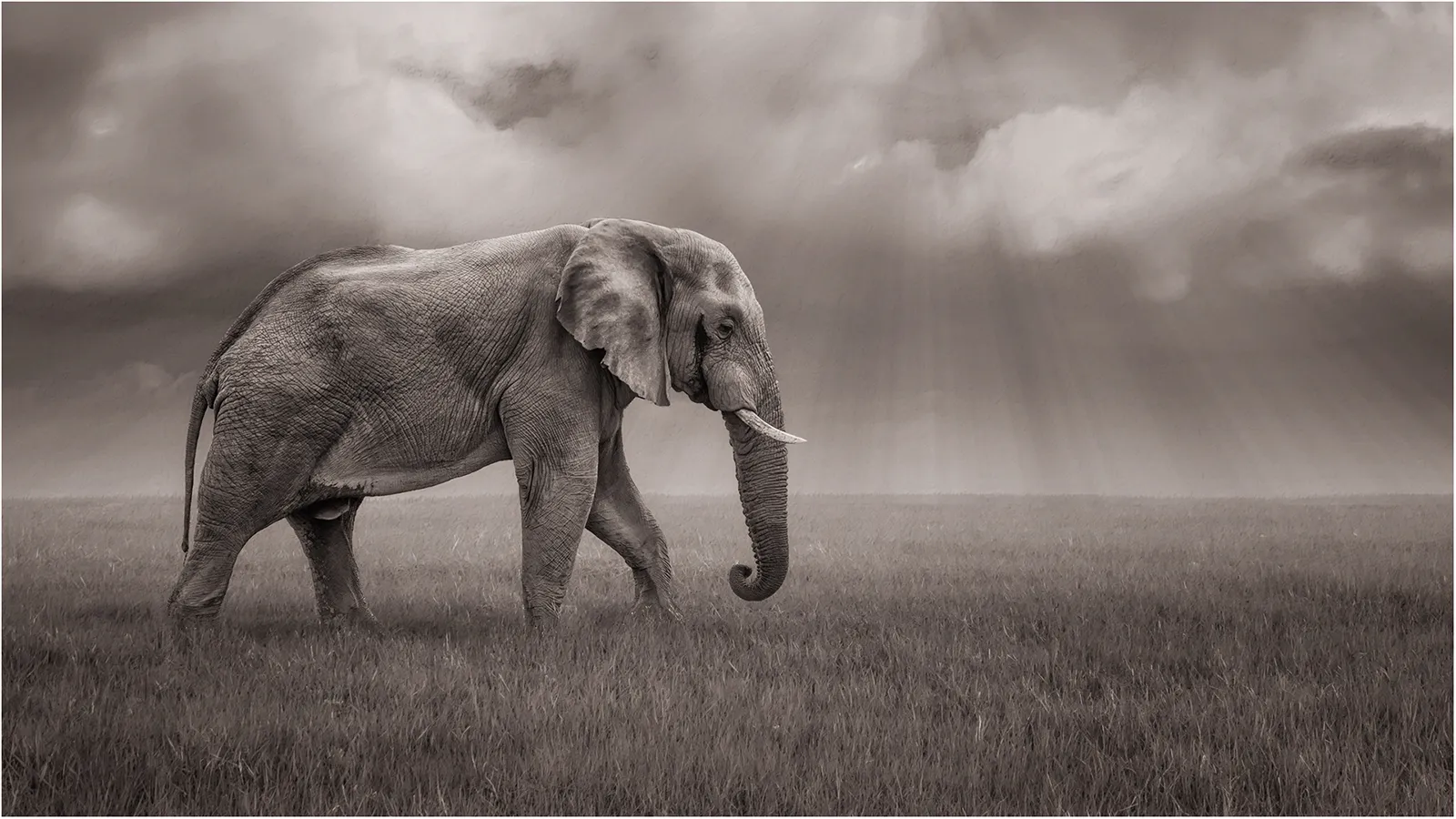 Only Elephants (no people or other animals)