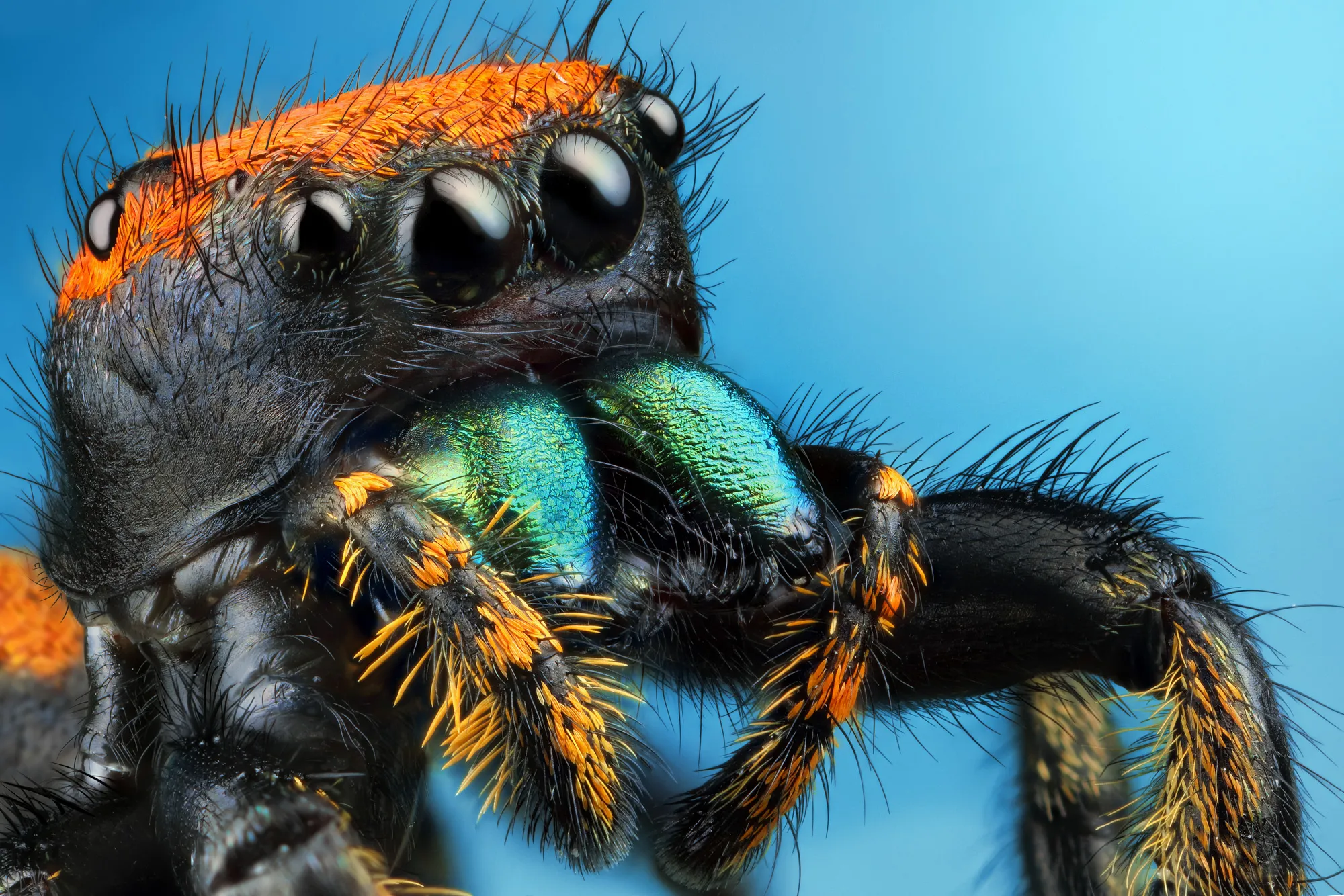 Macro photography