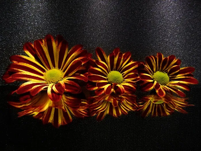 Close-up and Macro