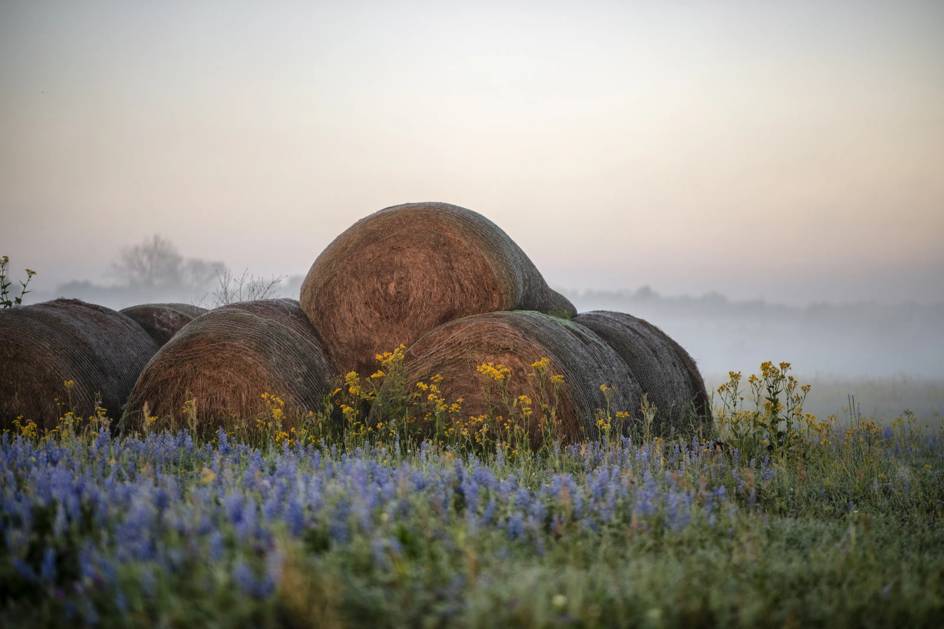 Hay Bales on Landscape