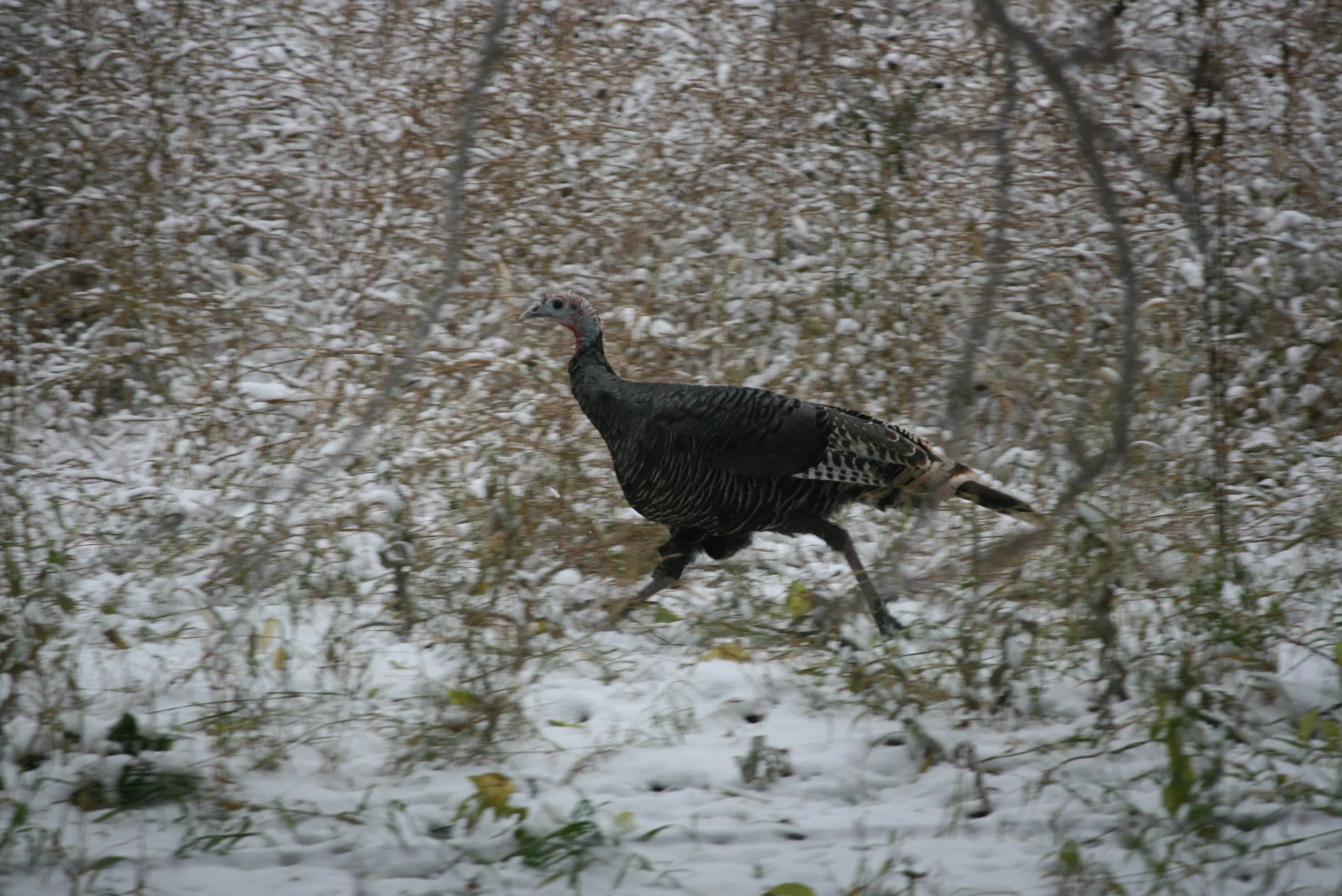 Wild Turkeys